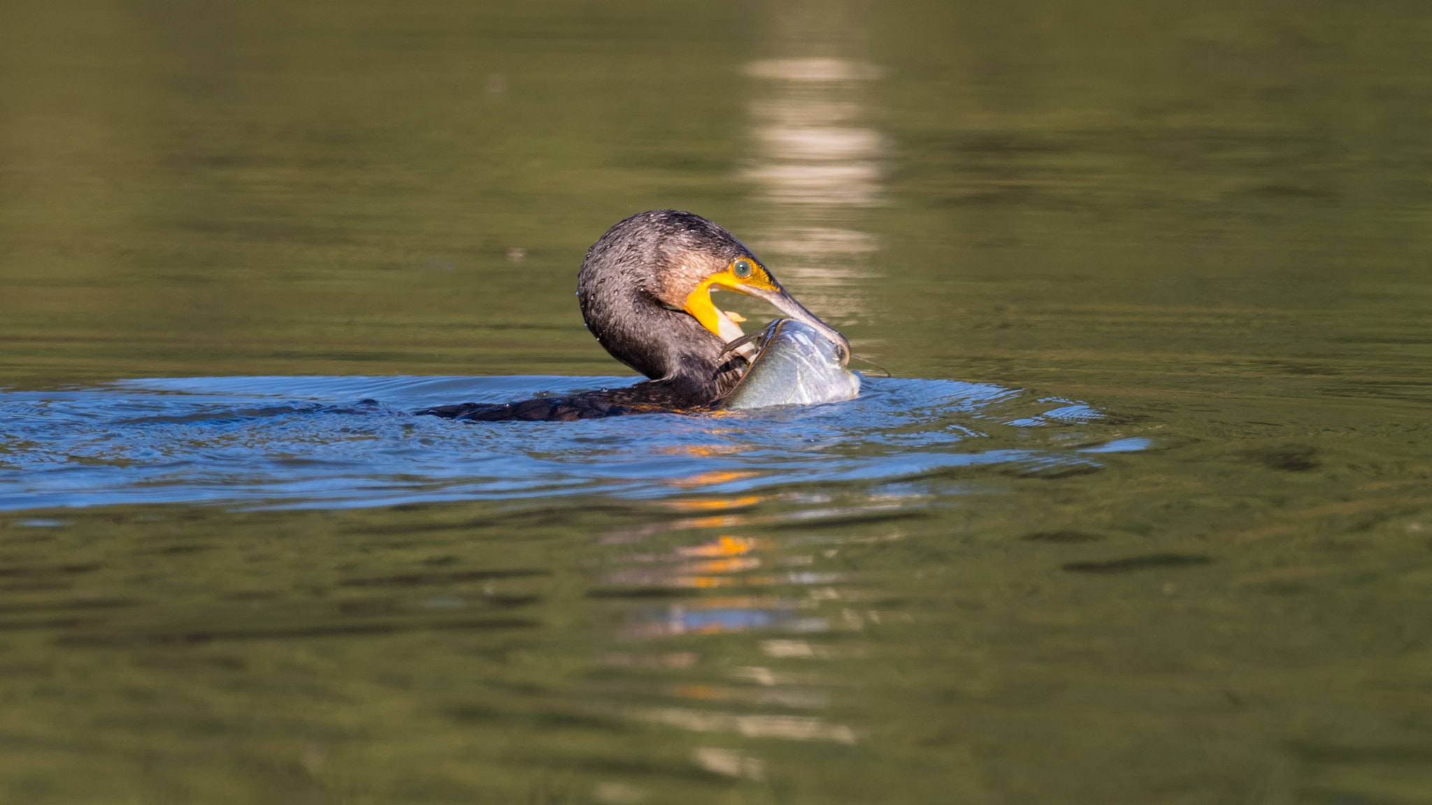 Nikon AF-S Nikkor 800mm F5.6E FL ED VR sample photo. Big catch photography