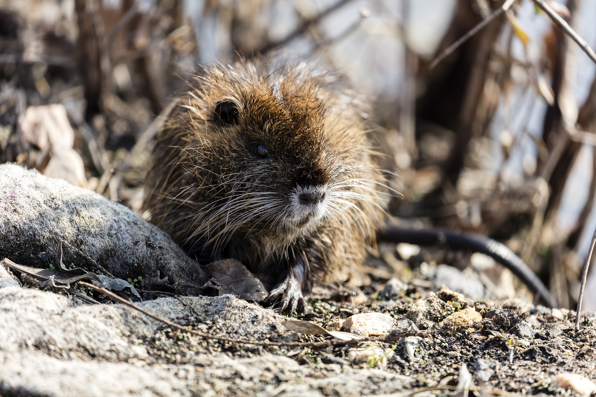 Canon EOS 5DS sample photo. Nutria  (myocastor coypus) photography