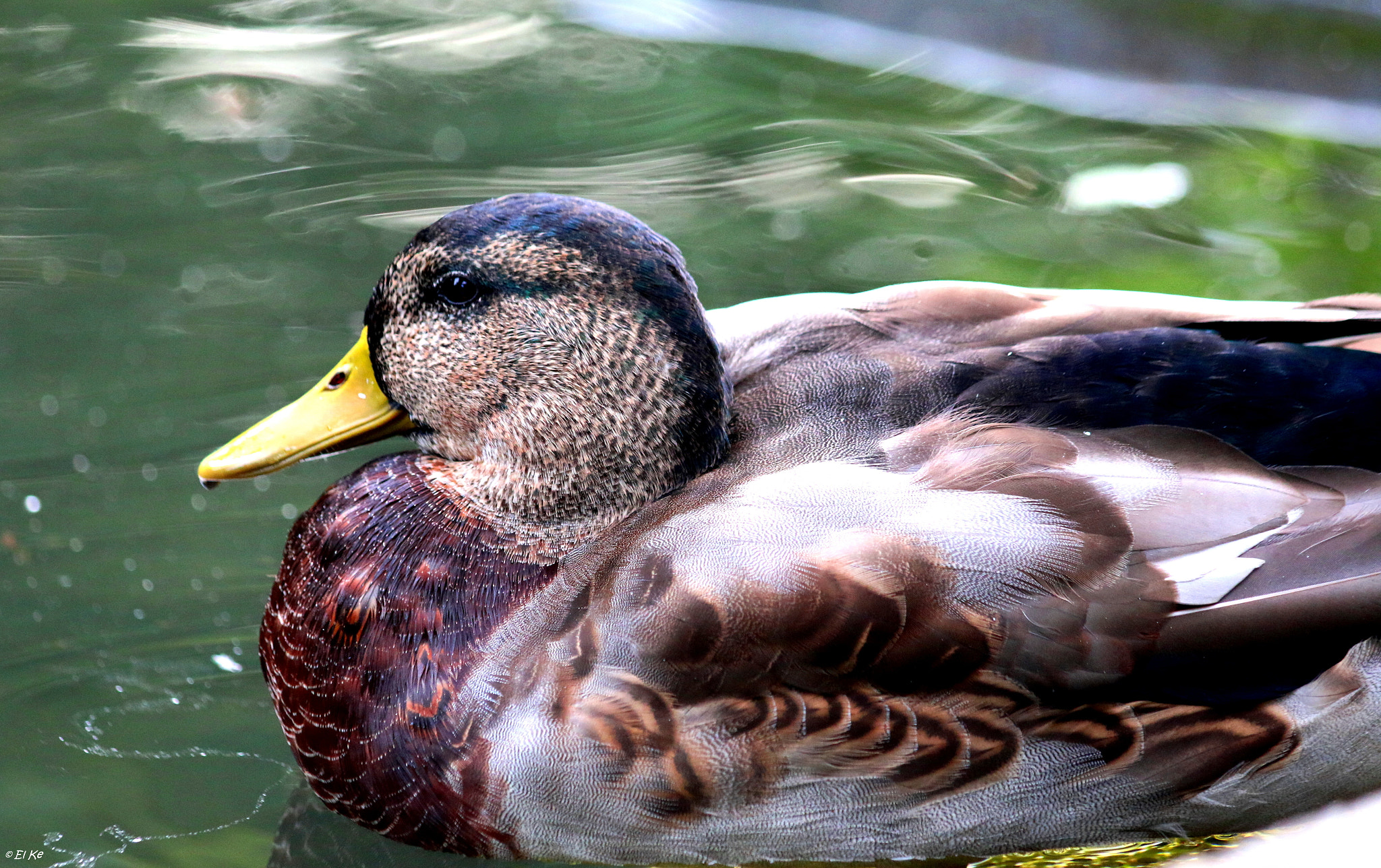 Canon EF 70-300mm F4-5.6 IS USM sample photo. Duck photography
