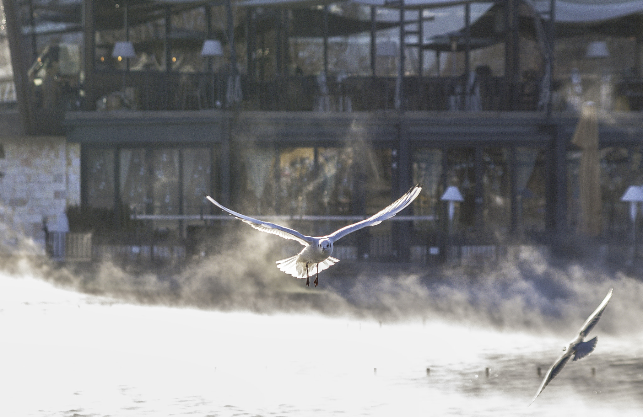 AF Zoom-Nikkor 35-135mm f/3.5-4.5 sample photo. Seagull photography