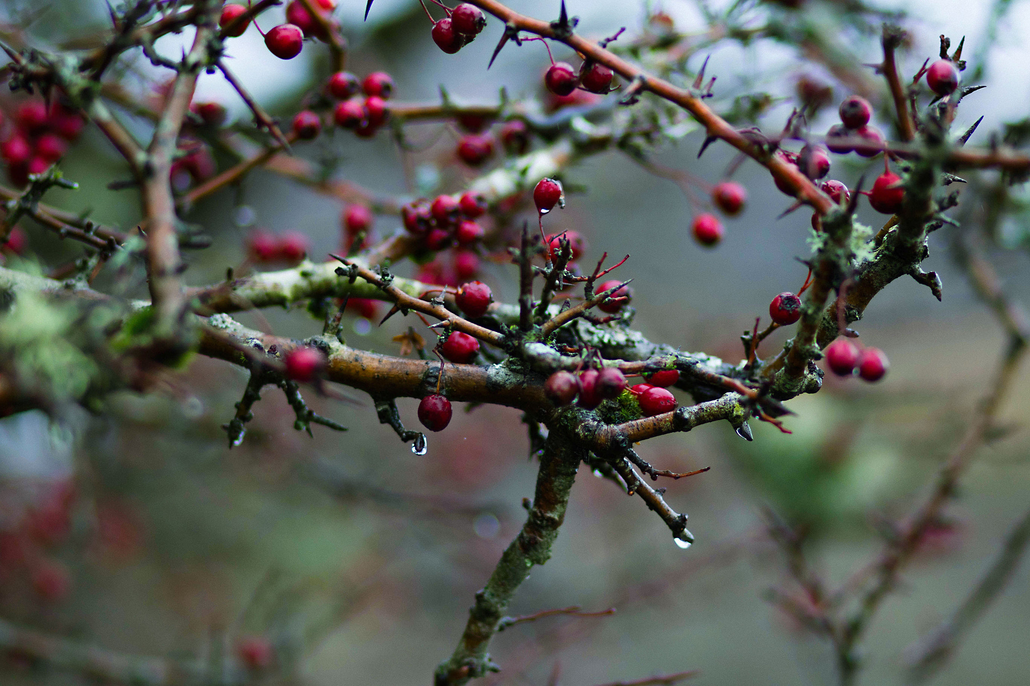 Canon EF 85mm F1.8 USM sample photo. Vibrant berries photography