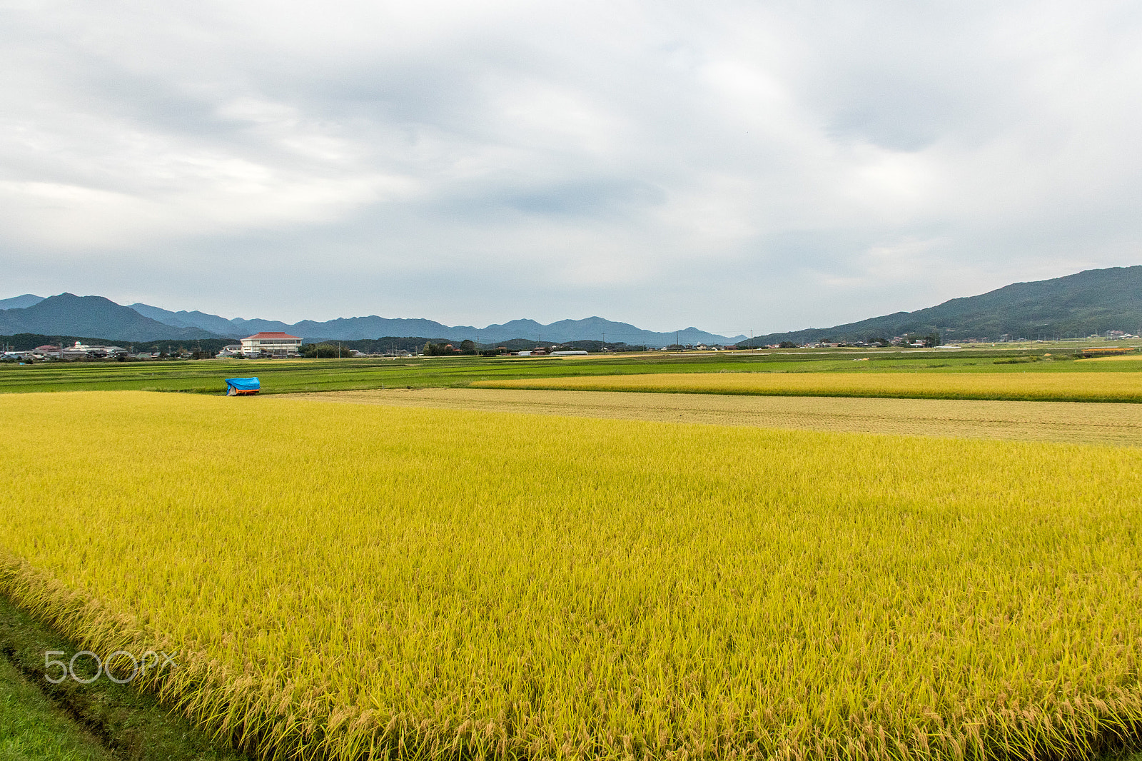 Canon EF-S 18-135mm F3.5-5.6 IS sample photo. Ride paddy photography