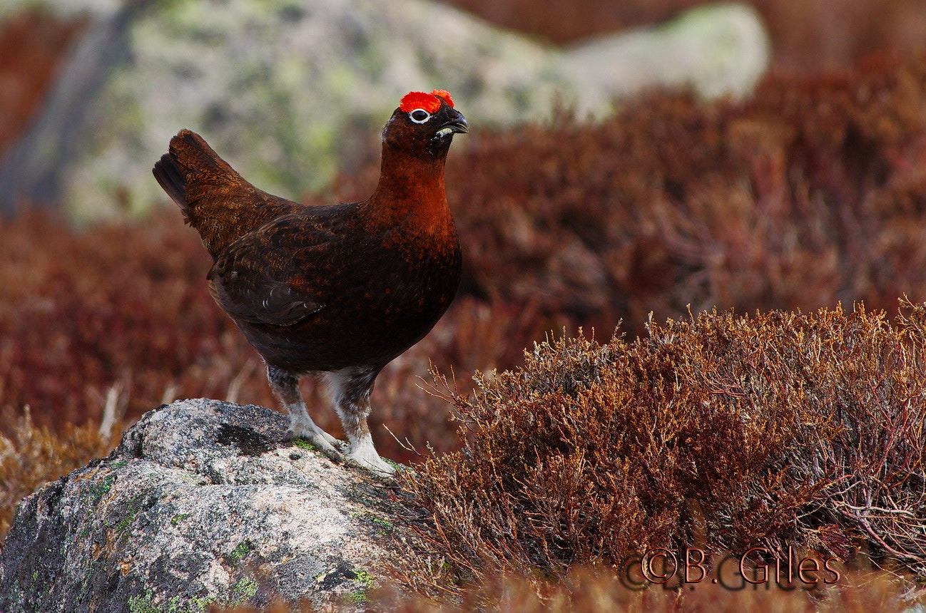 Pentax K-5 IIs sample photo. Last light red grouse photography