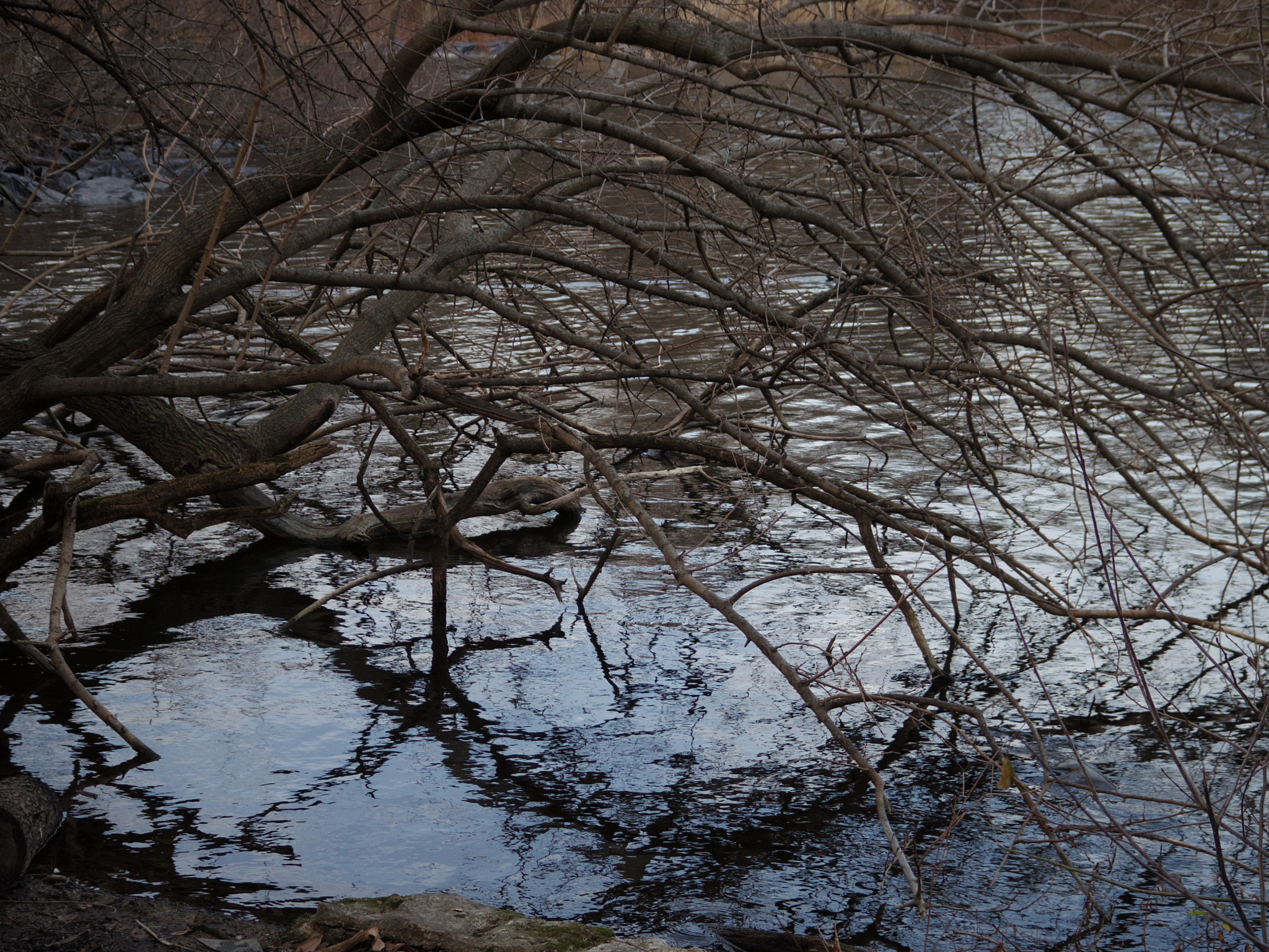 Pentax Q-S1 sample photo. Tangle on blue photography