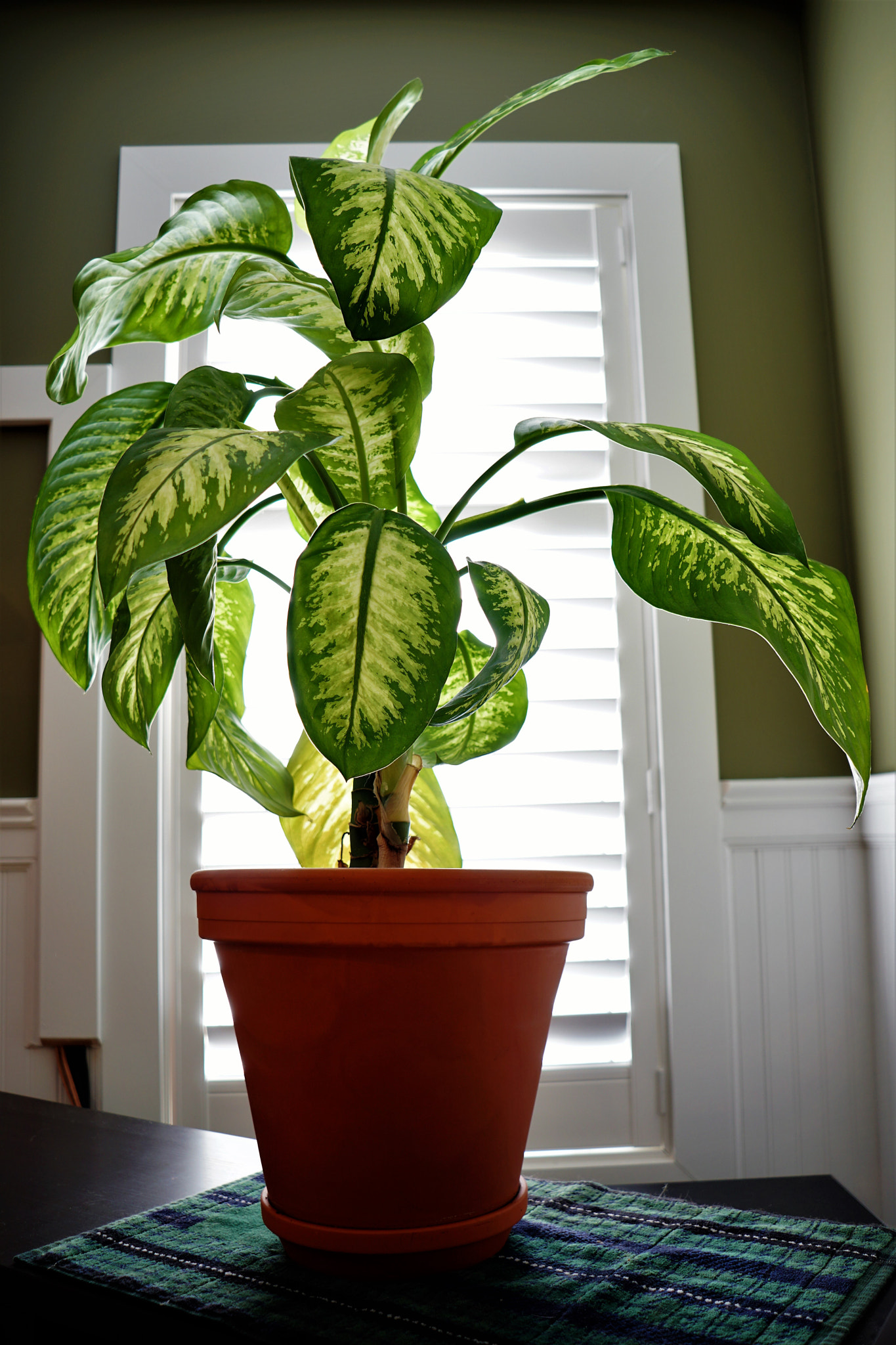 Sony a6500 + Sony E 20mm F2.8 sample photo. Dieffenbachia photography
