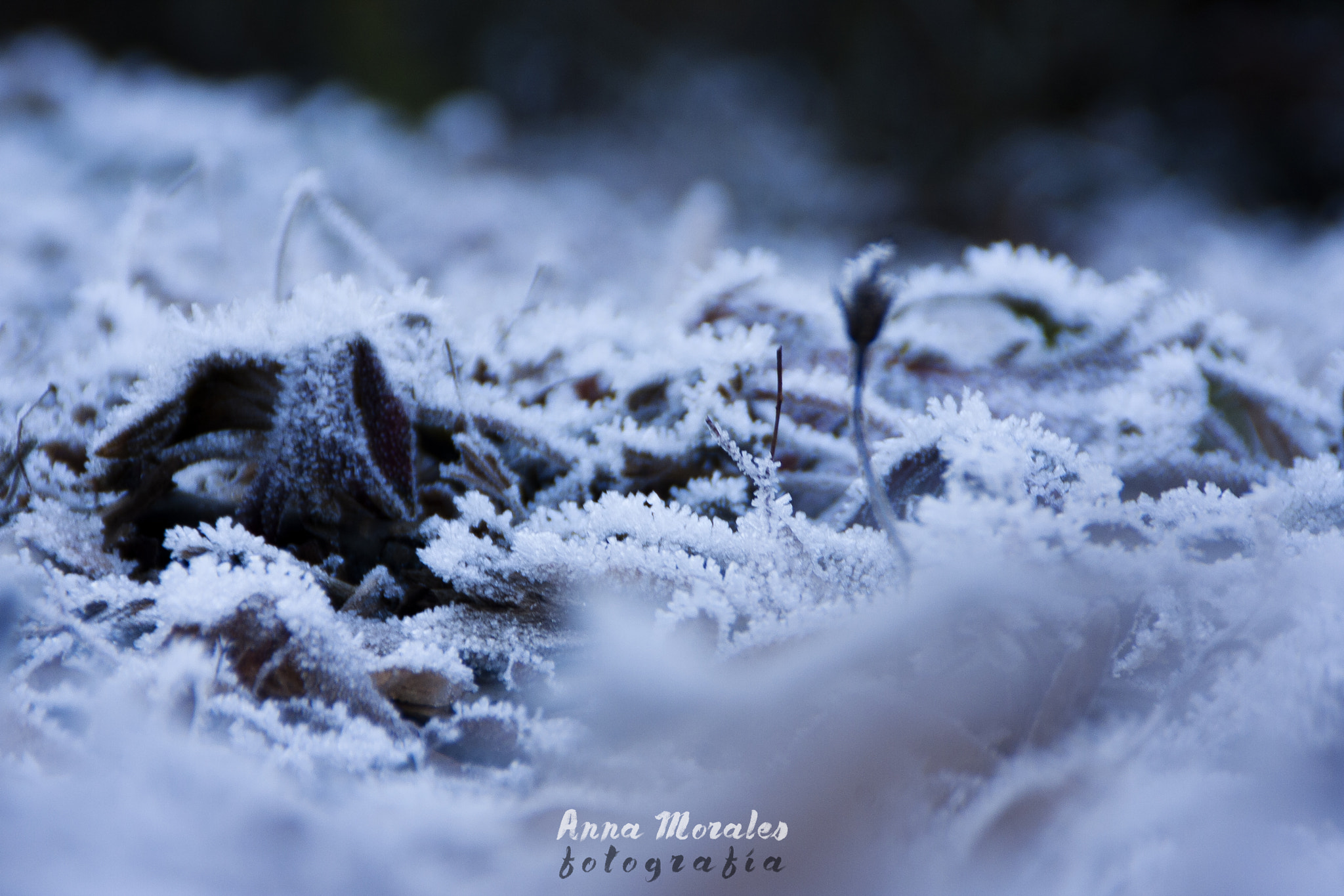 Canon EOS 40D sample photo. Snow. photography