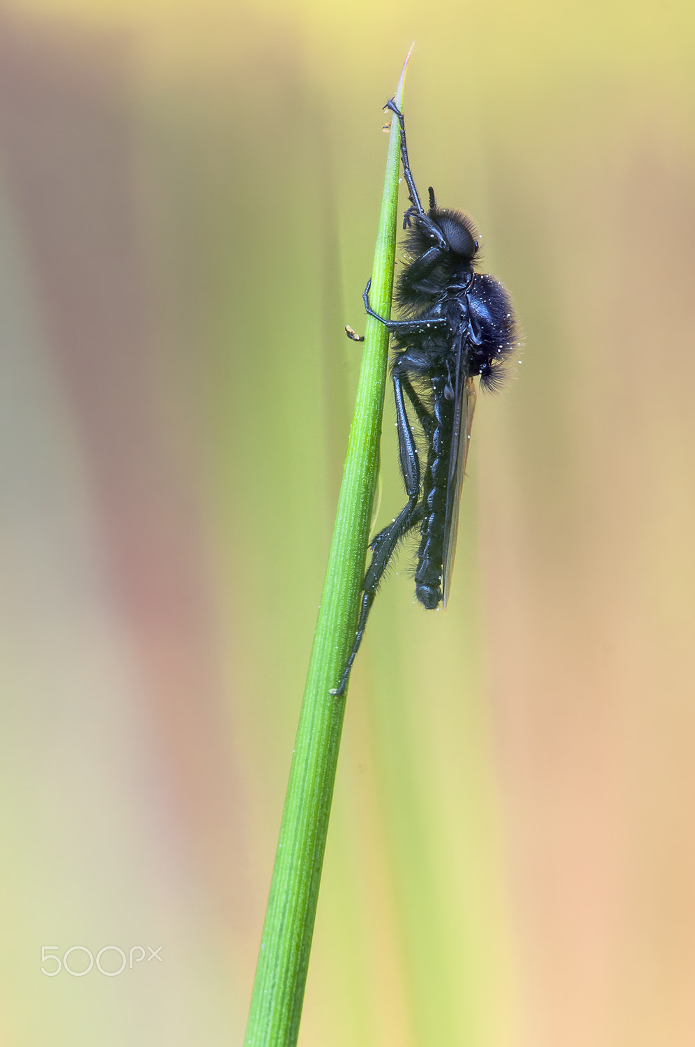 Nikon D300 + Sigma 150mm F2.8 EX DG Macro HSM sample photo. (bibio marci) märzenfliege photography