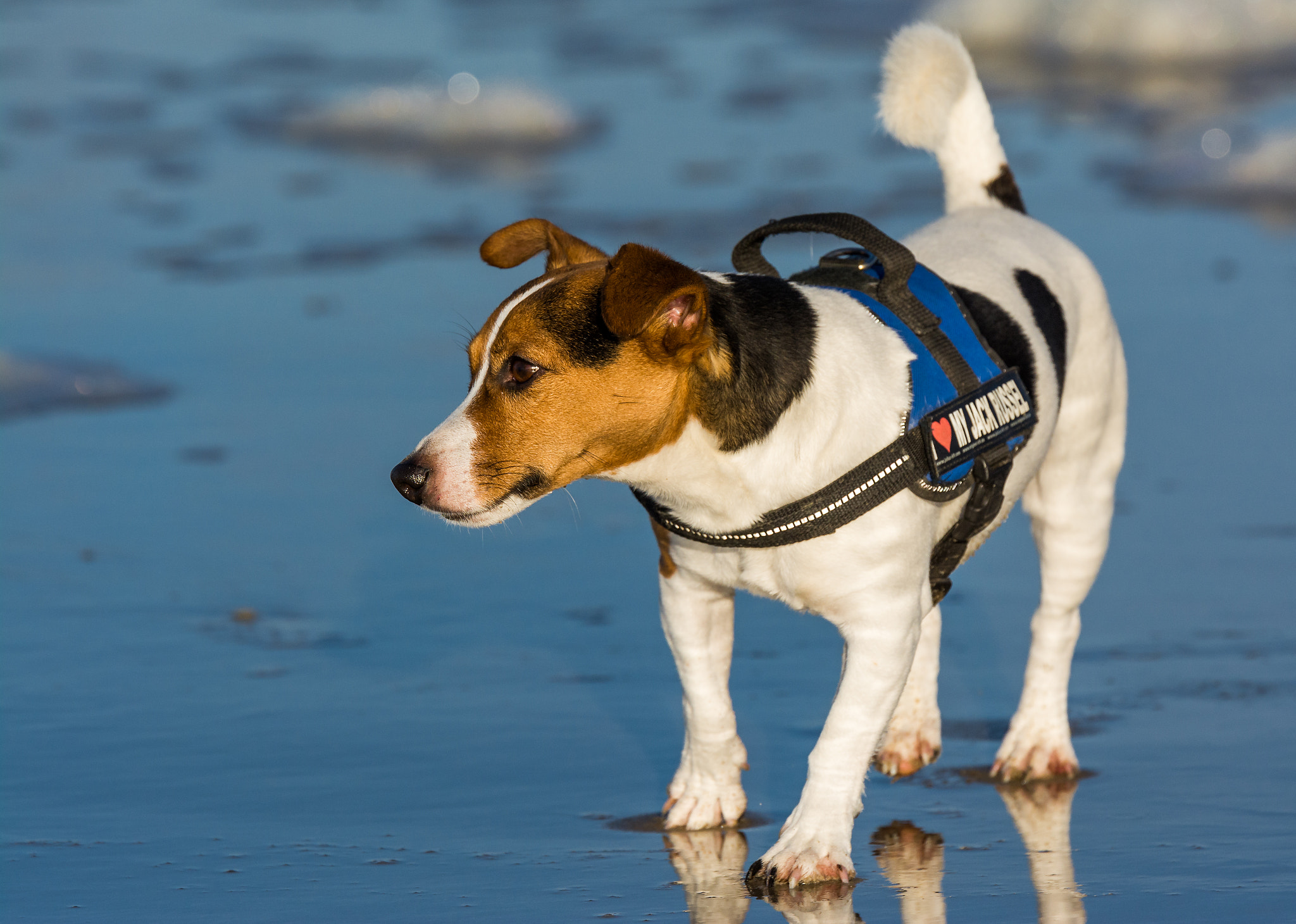 Nikon D7100 + Tamron SP 70-200mm F2.8 Di VC USD sample photo. Small dog at the beach photography