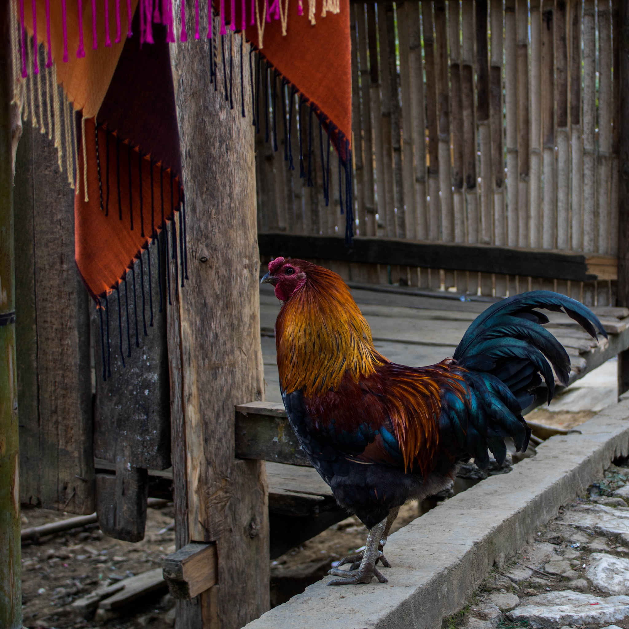 Canon EOS 760D (EOS Rebel T6s / EOS 8000D) sample photo. Rooster photography