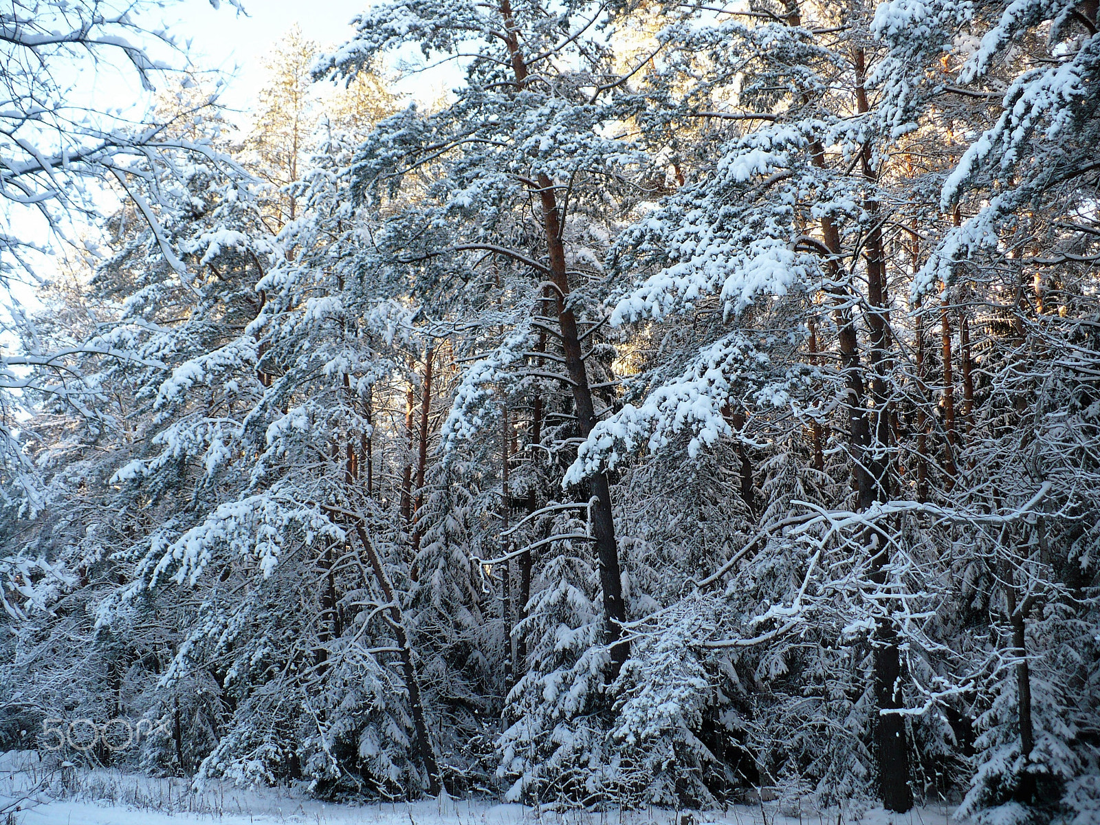 Panasonic DMC-LZ7 sample photo. Winter evening in the forest photography