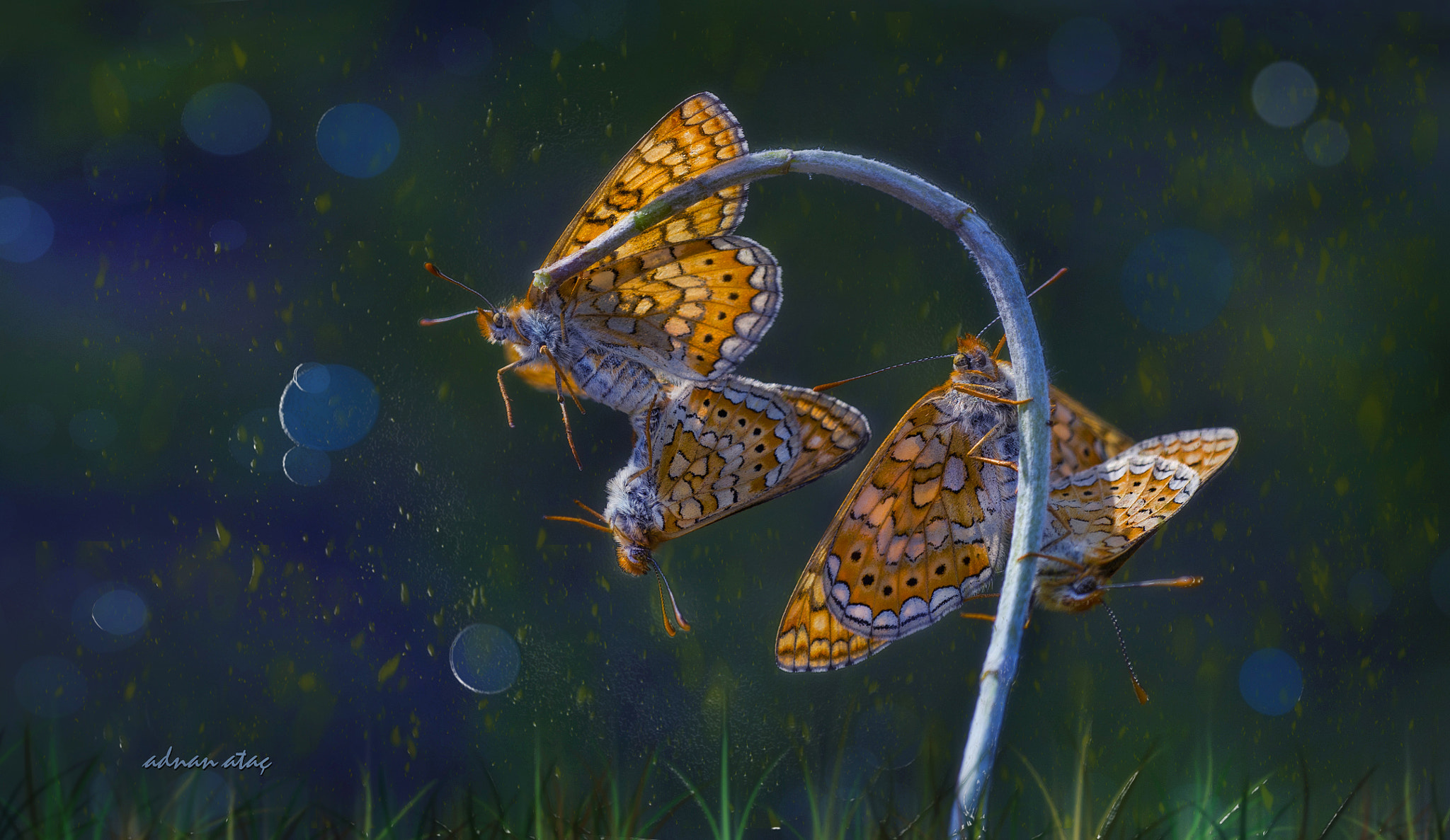 Nikon D4 sample photo. Nazuğum - euphydryas aurinia - marsh fritillary photography