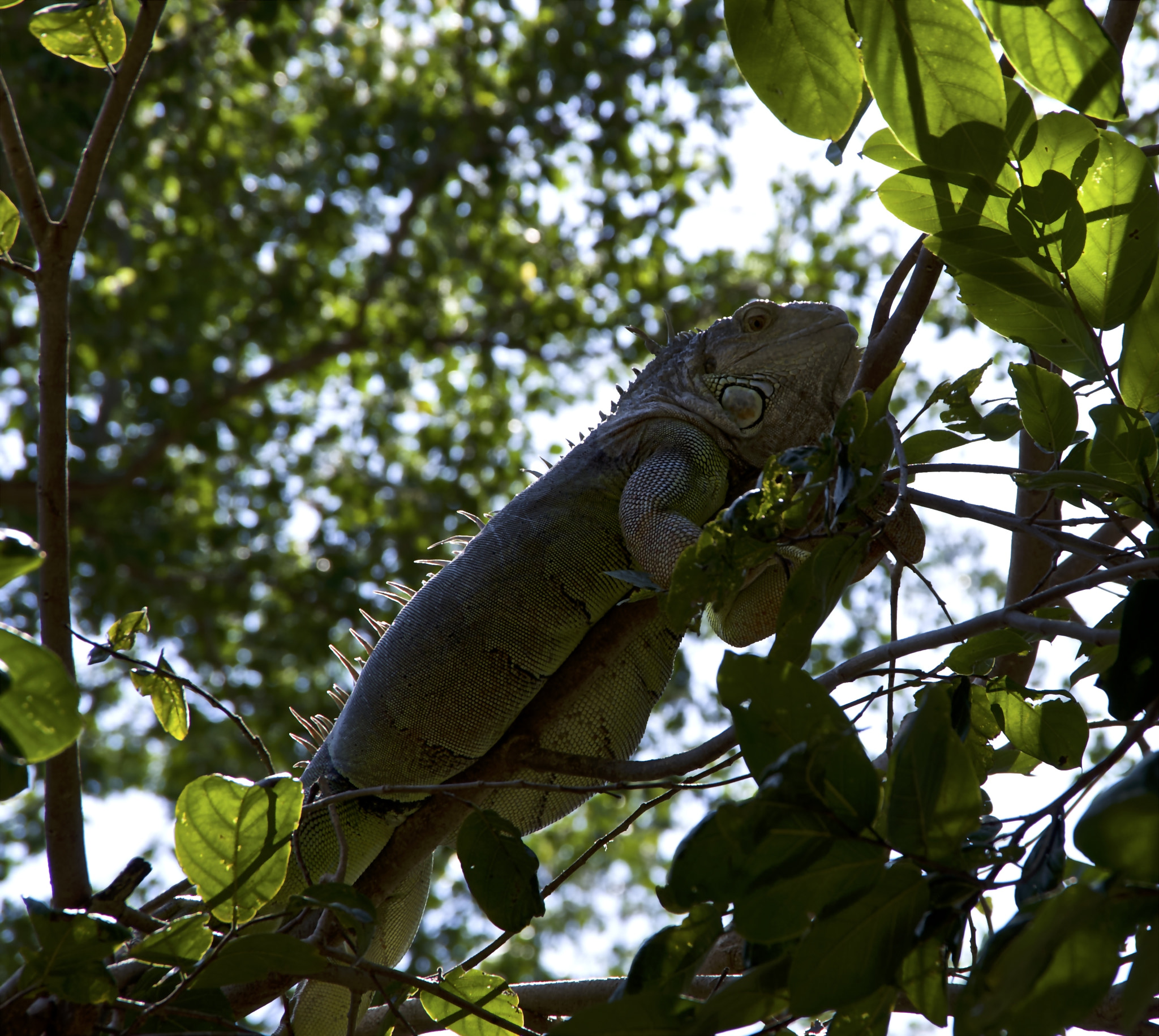 Pentax K-50 sample photo. Iguana photography