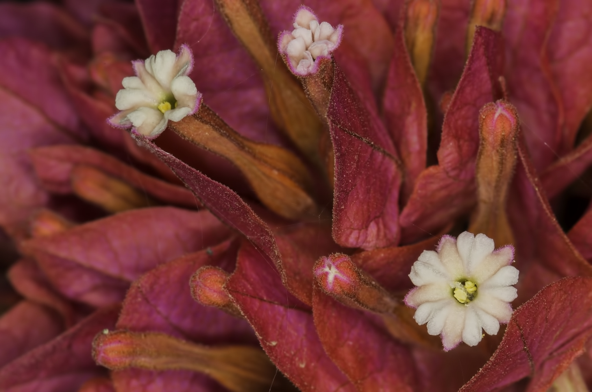 Canon EF 100mm F2.8L Macro IS USM sample photo. Flores del jardin photography