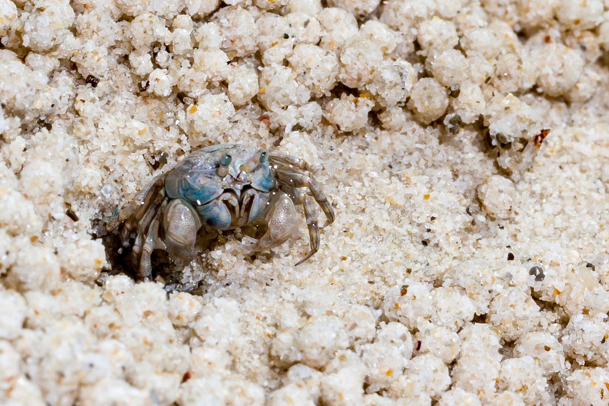 Canon EOS 50D + Canon EF 100mm F2.8L Macro IS USM sample photo. Sand bubbler crab photography