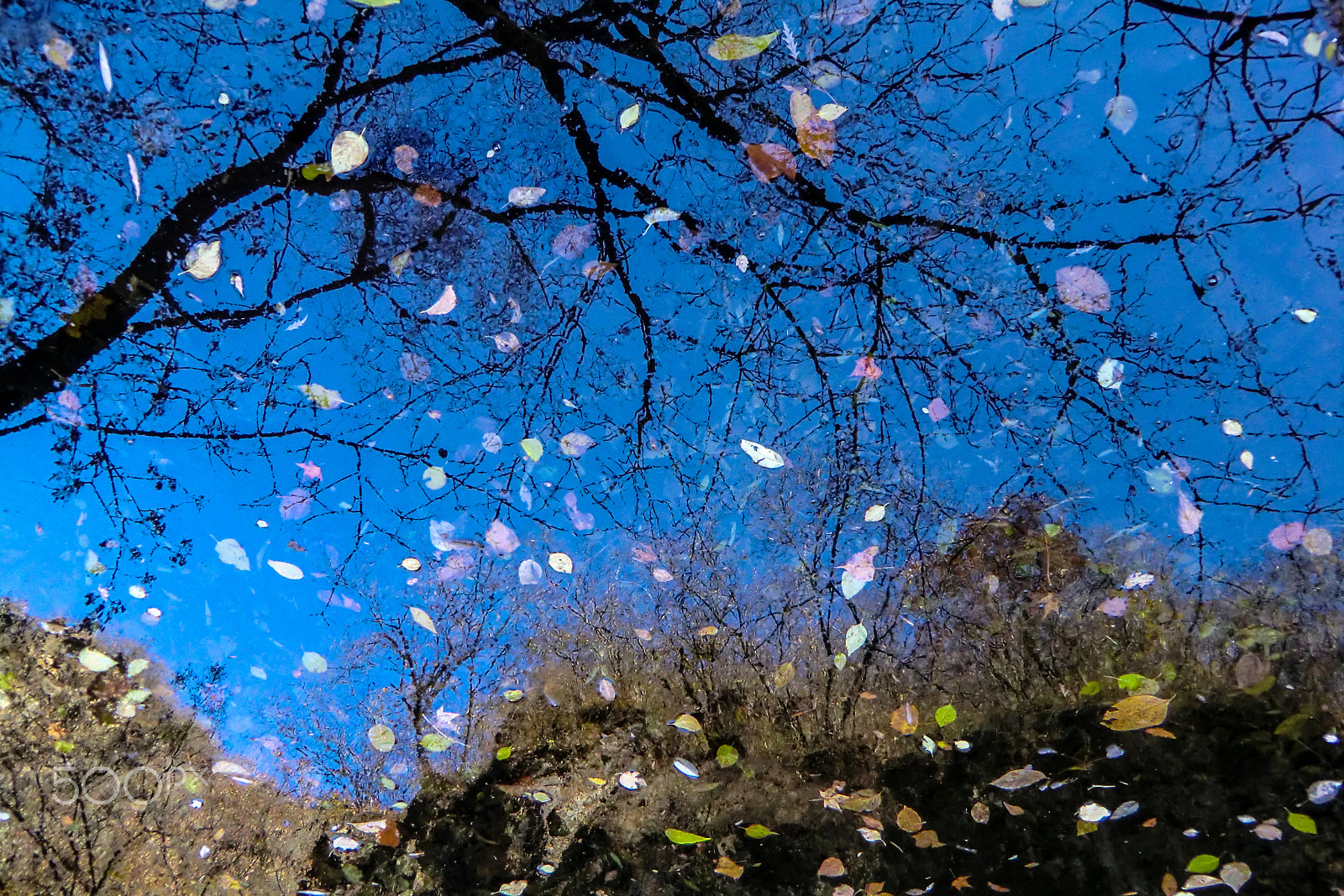 CASIO EX-H15 sample photo. Fallen leaves photography