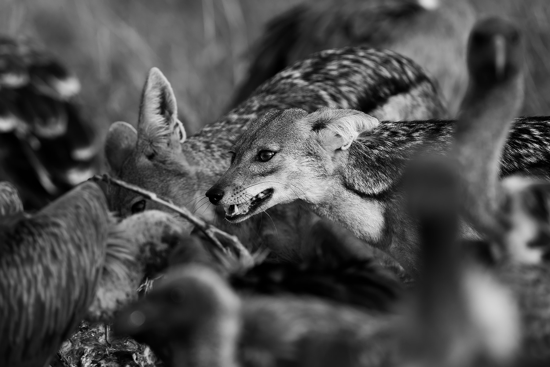 Canon EF 600mm F4L IS II USM sample photo. Fight for survival photography
