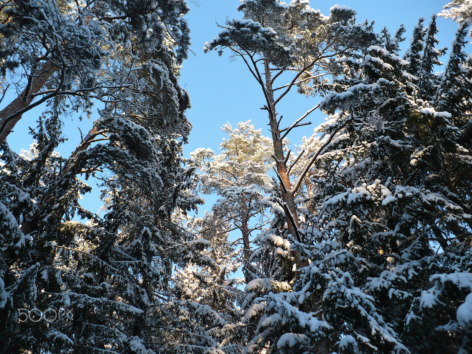 Panasonic DMC-LZ7 sample photo. The tops of pine trees photography