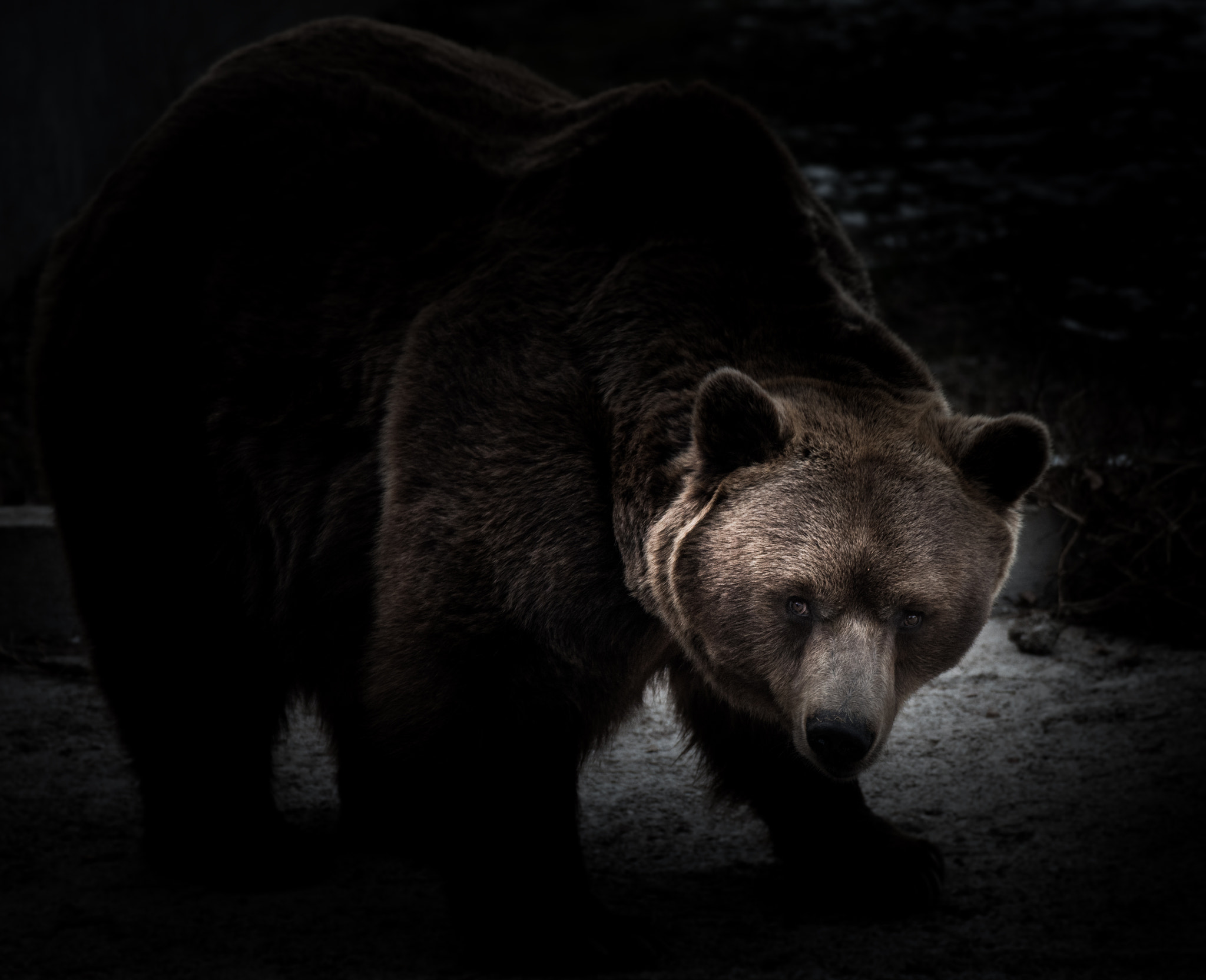 Nikon D800 sample photo. Bigger teddy photography