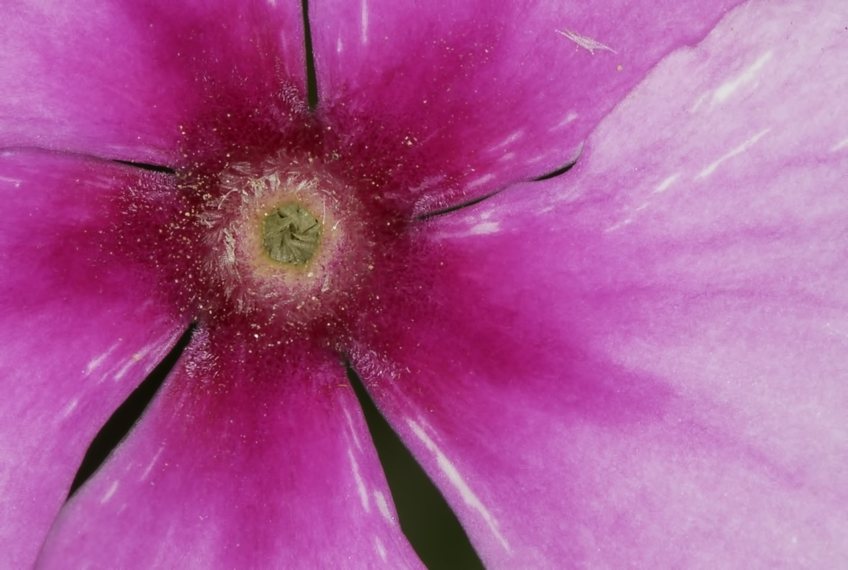 Canon EF 100mm F2.8L Macro IS USM sample photo. Jardin photography