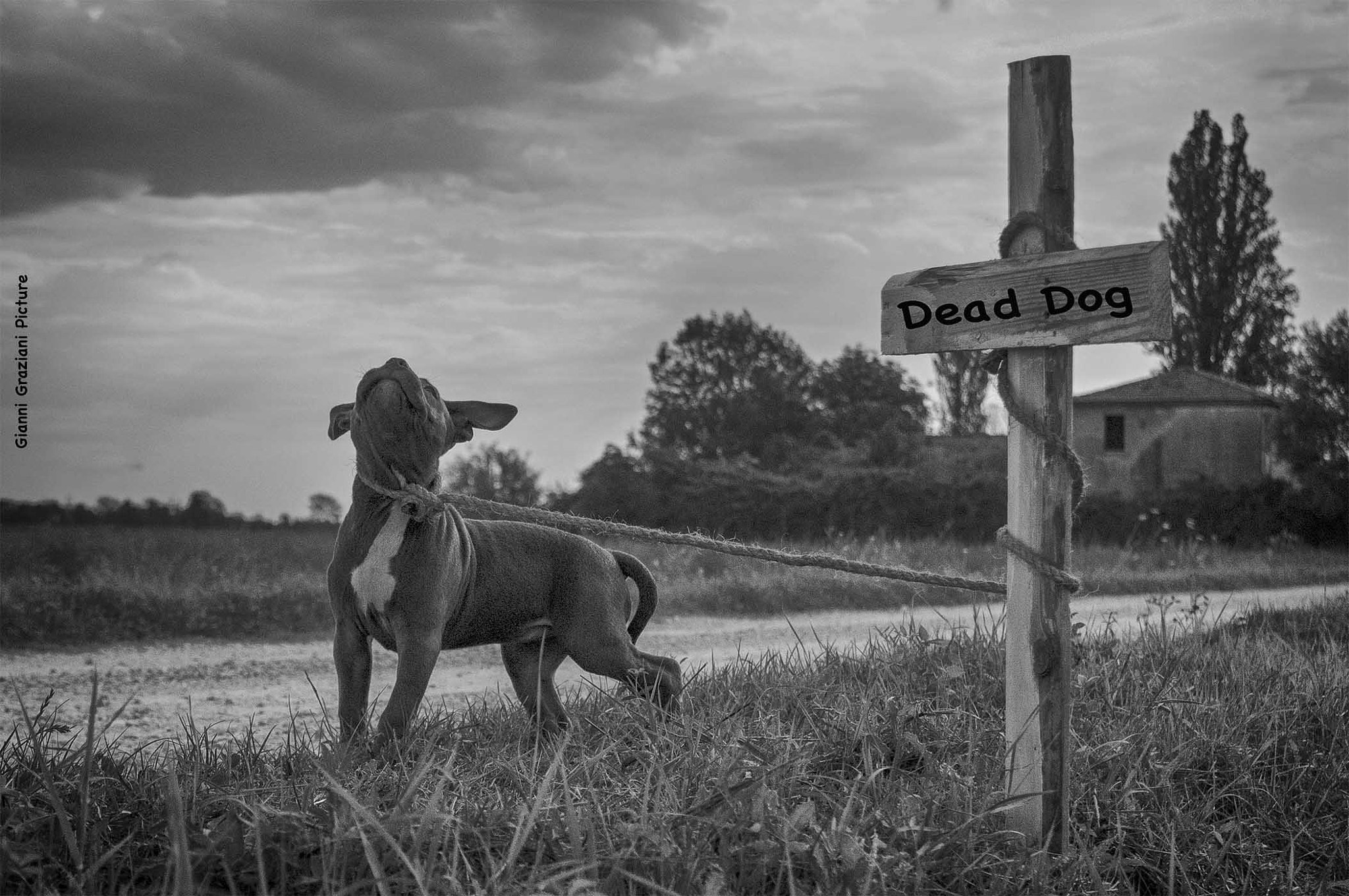 Nikon D300 sample photo. Cane morto fb ad photography