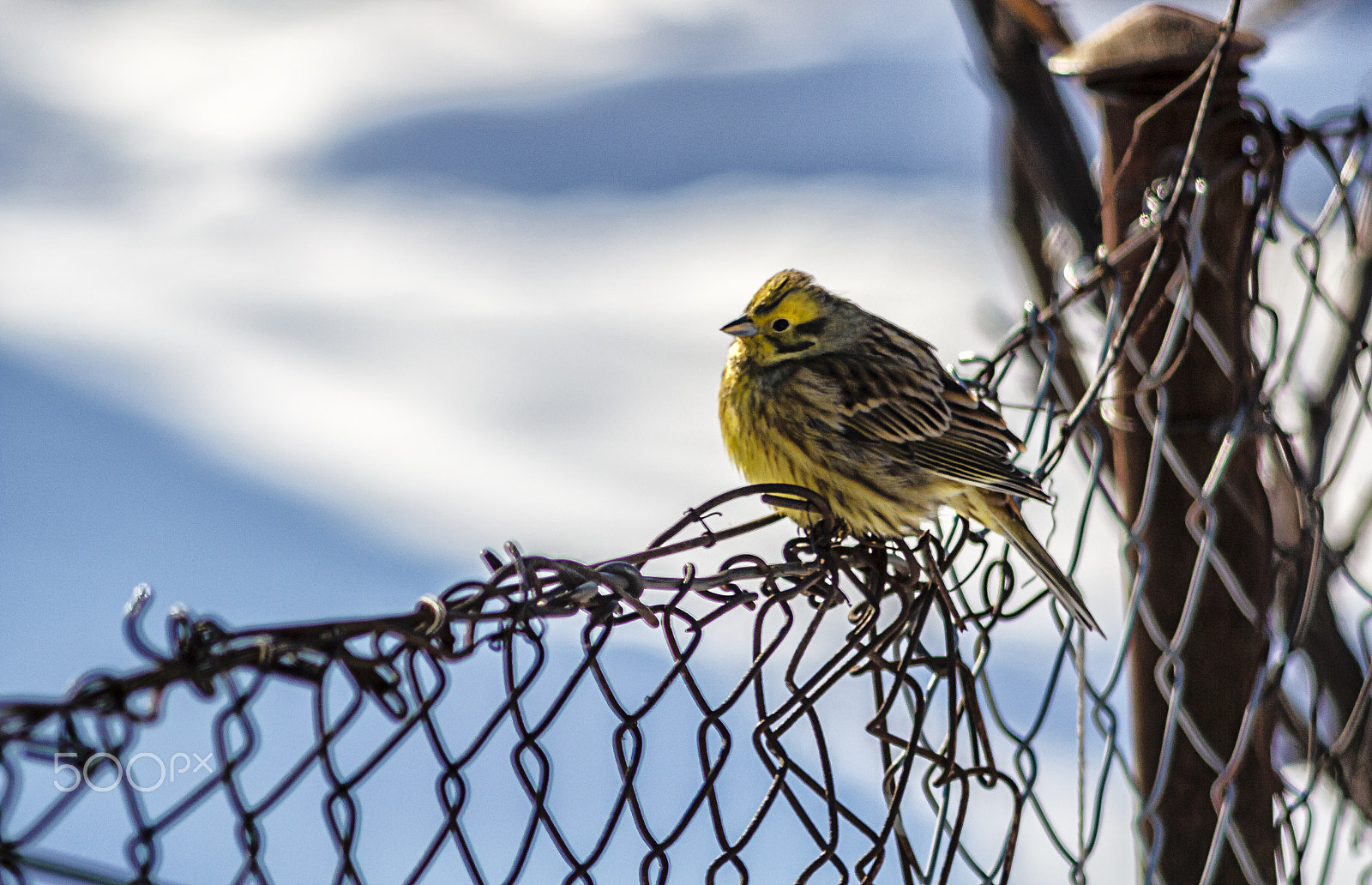 Canon EOS 600D (Rebel EOS T3i / EOS Kiss X5) + Canon EF 200mm F2.8L II USM sample photo. Yellowhammer photography