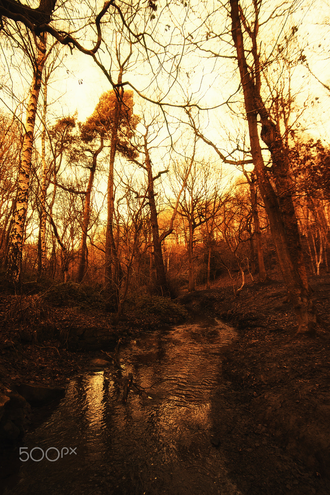 Sigma 17-35mm F2.8-4 EX DG  Aspherical HSM sample photo. Coxley woods at sunset photography