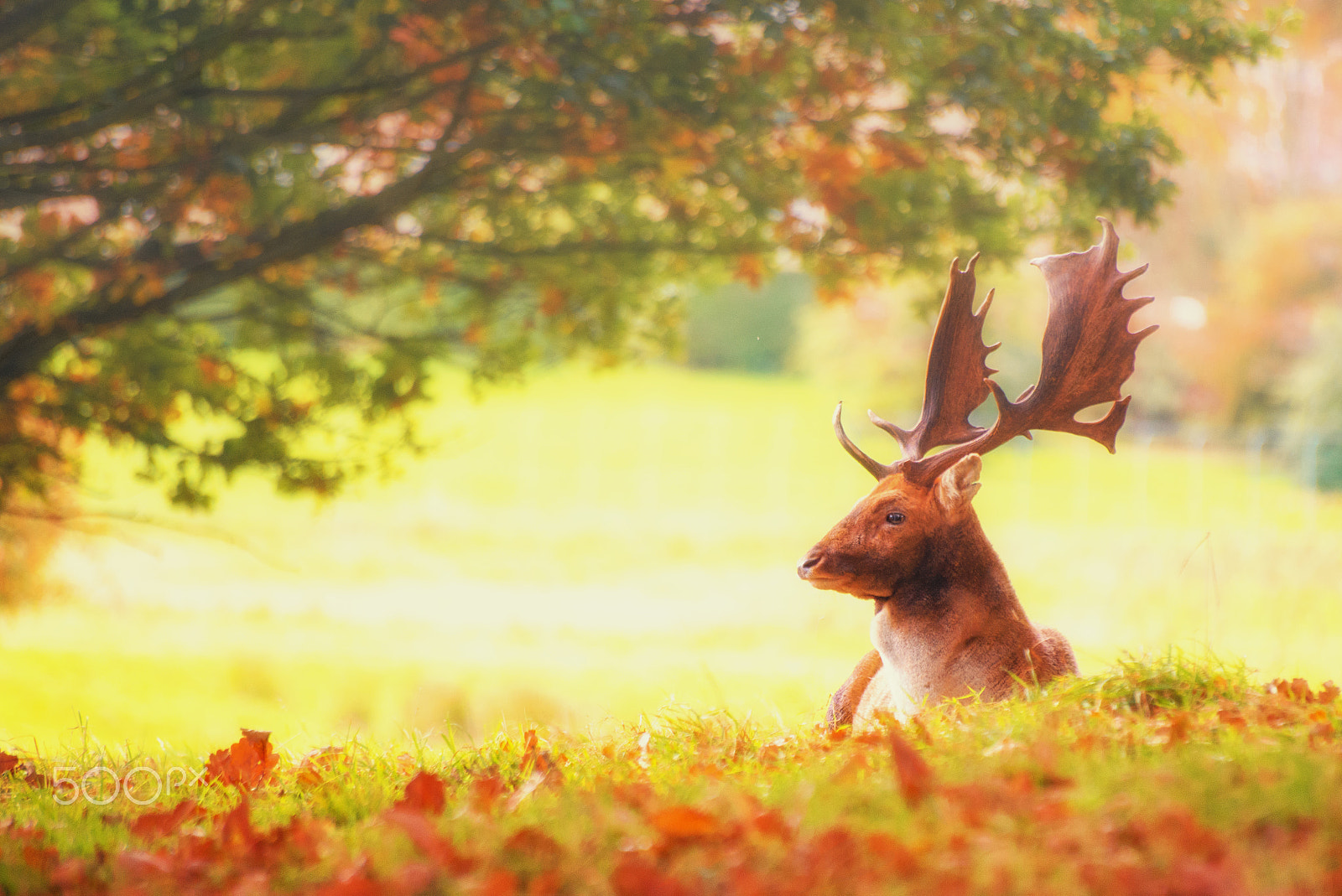 Sigma 70-300mm F4-5.6 APO DG Macro sample photo. Lazy stag photography