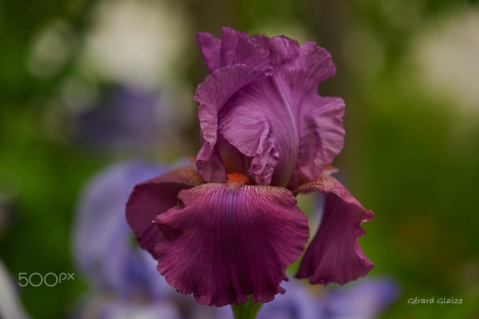 Nikon D4 sample photo. Iris 2 photography