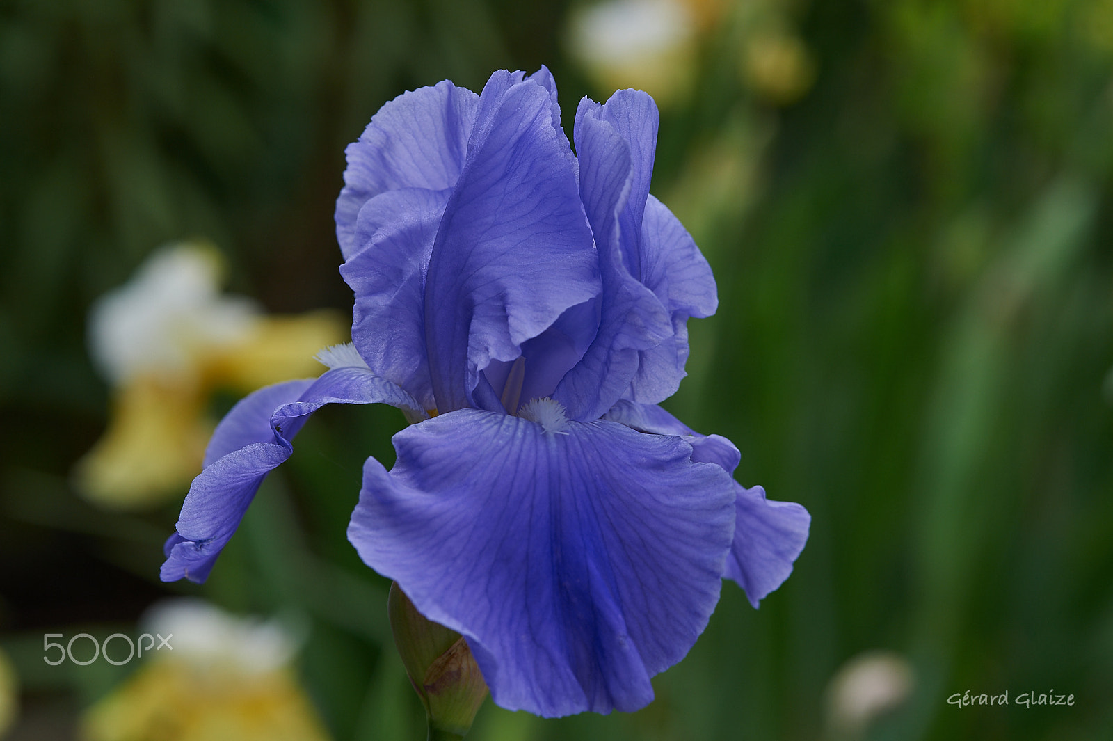 Nikon D4 sample photo. Iris 1 photography