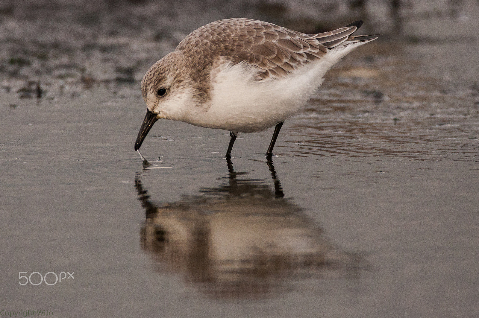 Sigma 150-600mm F5-6.3 DG OS HSM | C sample photo. Sanderling / drieteenstrandloper photography