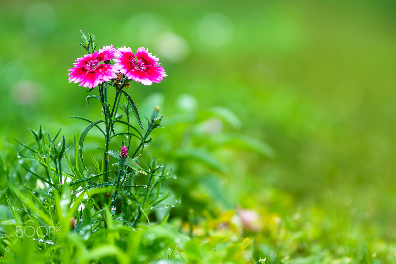 70-200mm F2.8 G SSM OSS II sample photo. Violet flowers photography