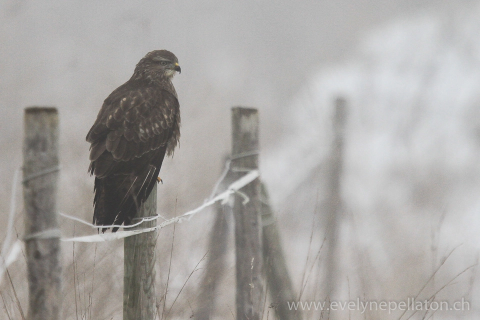 Canon EF 300mm F2.8L IS USM sample photo. Vrai temps d'hiver photography