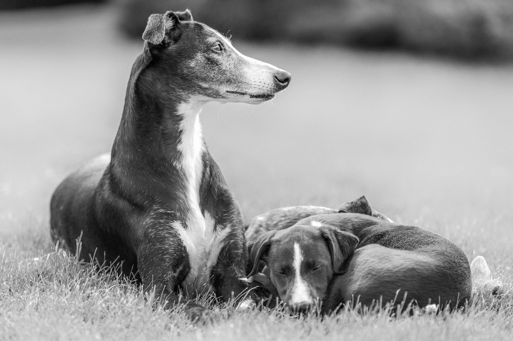Nikon D4 sample photo. On guard photography