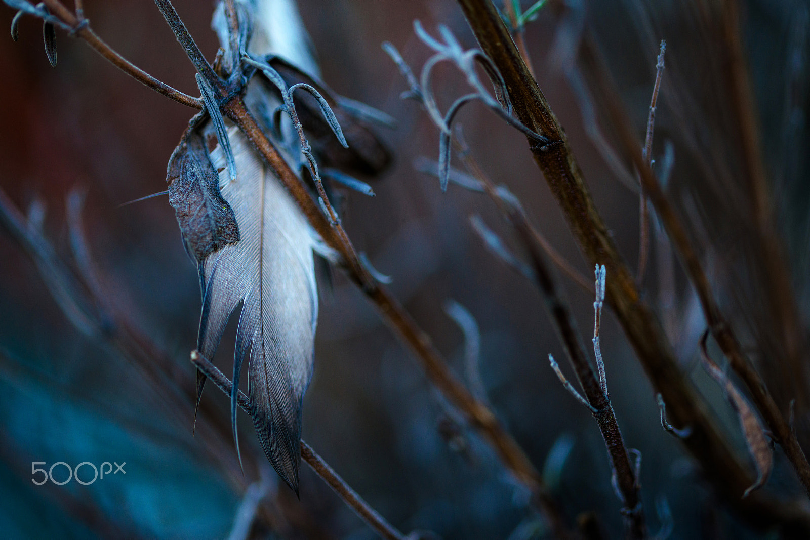 Sigma 105mm F2.8 EX DG OS HSM sample photo. Sadness photography