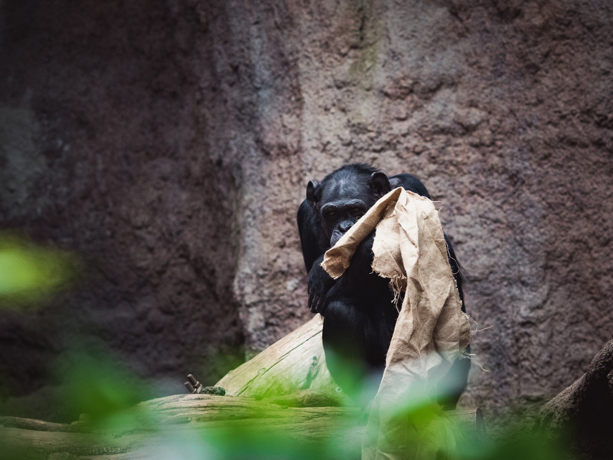 Canon EOS 7D Mark II + Canon EF 135mm F2L USM sample photo. Imgl photography