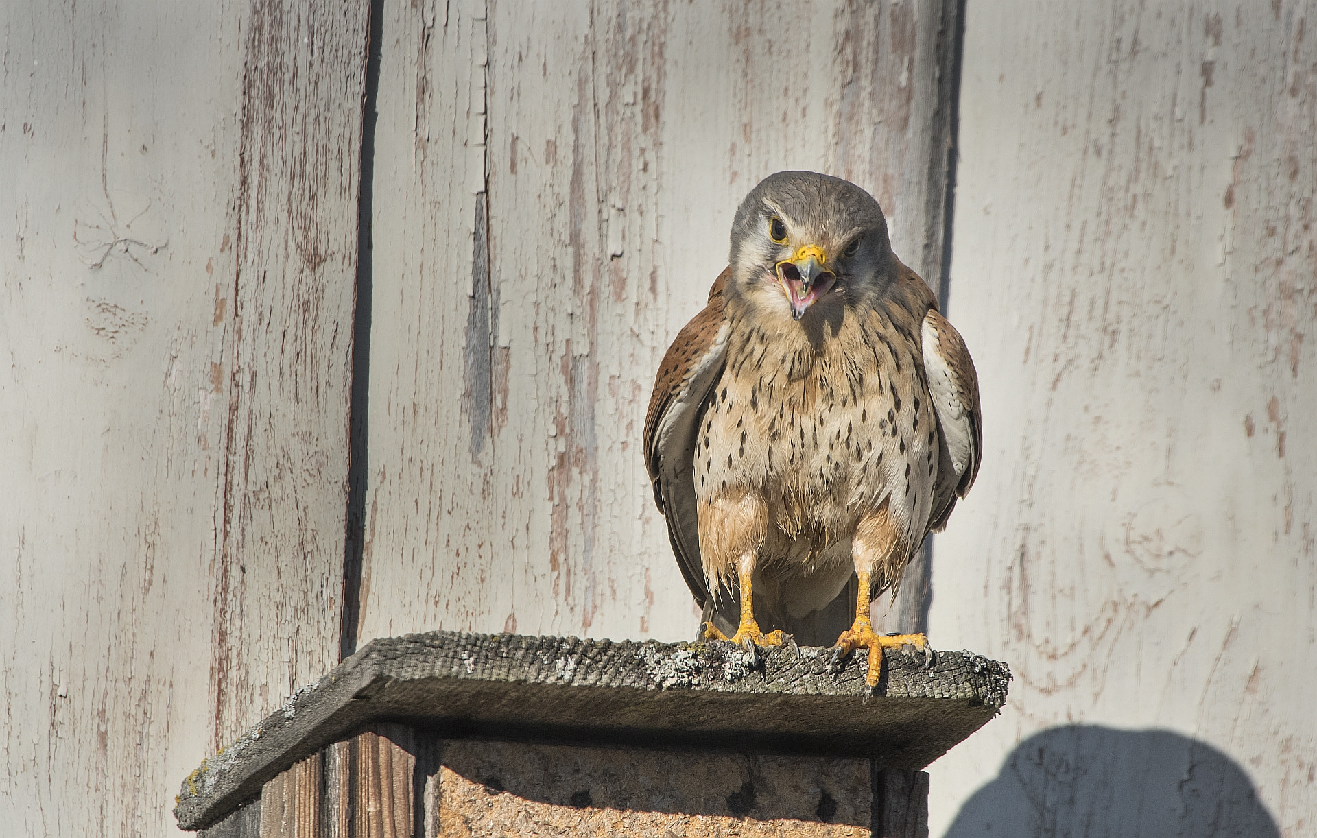 Nikon D500 + Sigma 50-500mm F4.5-6.3 DG OS HSM sample photo. Turmfalke (falco tinnunculus) photography