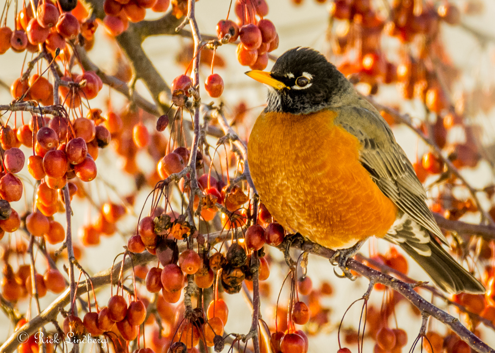 Pentax K-5 sample photo. Fluffed up photography