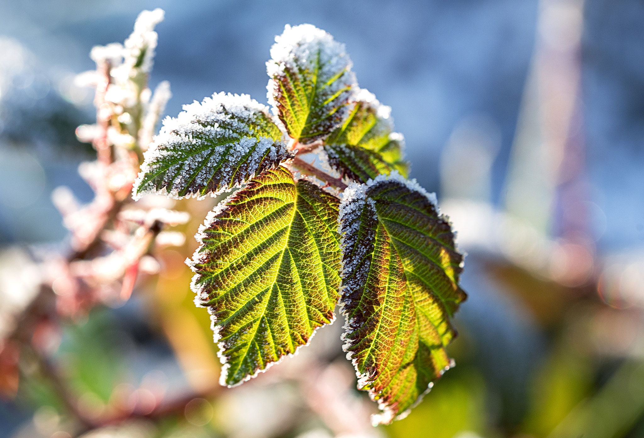 Sigma 150mm F2.8 EX DG OS Macro HSM sample photo. Blackberry leaves photography