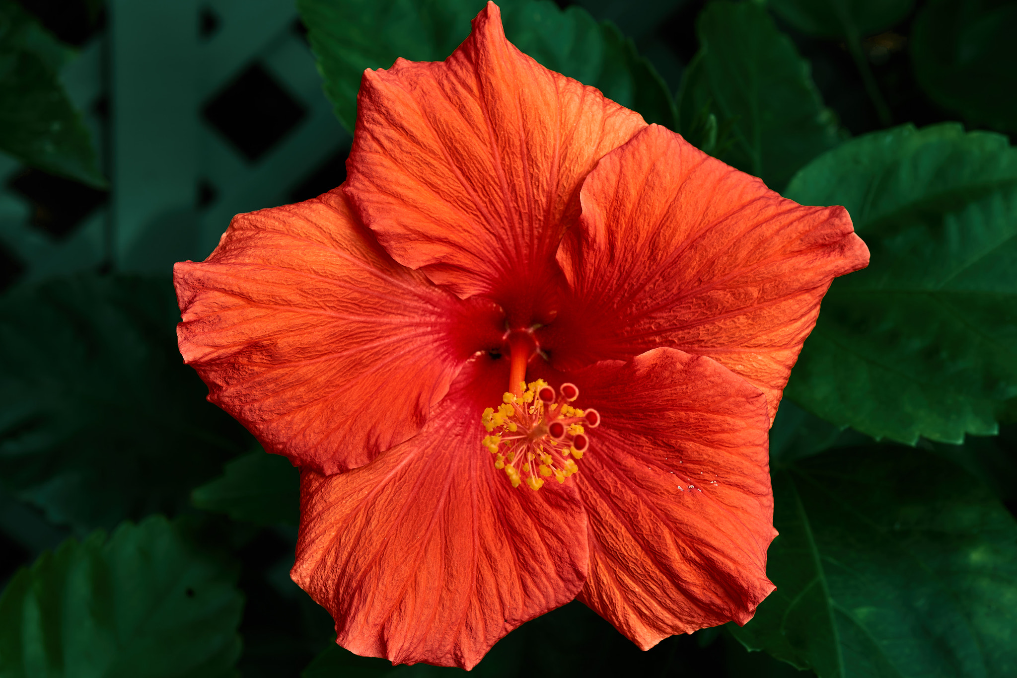 Sony E 30mm F3.5 Macro sample photo. Jeannie's hibiscus pps version photography