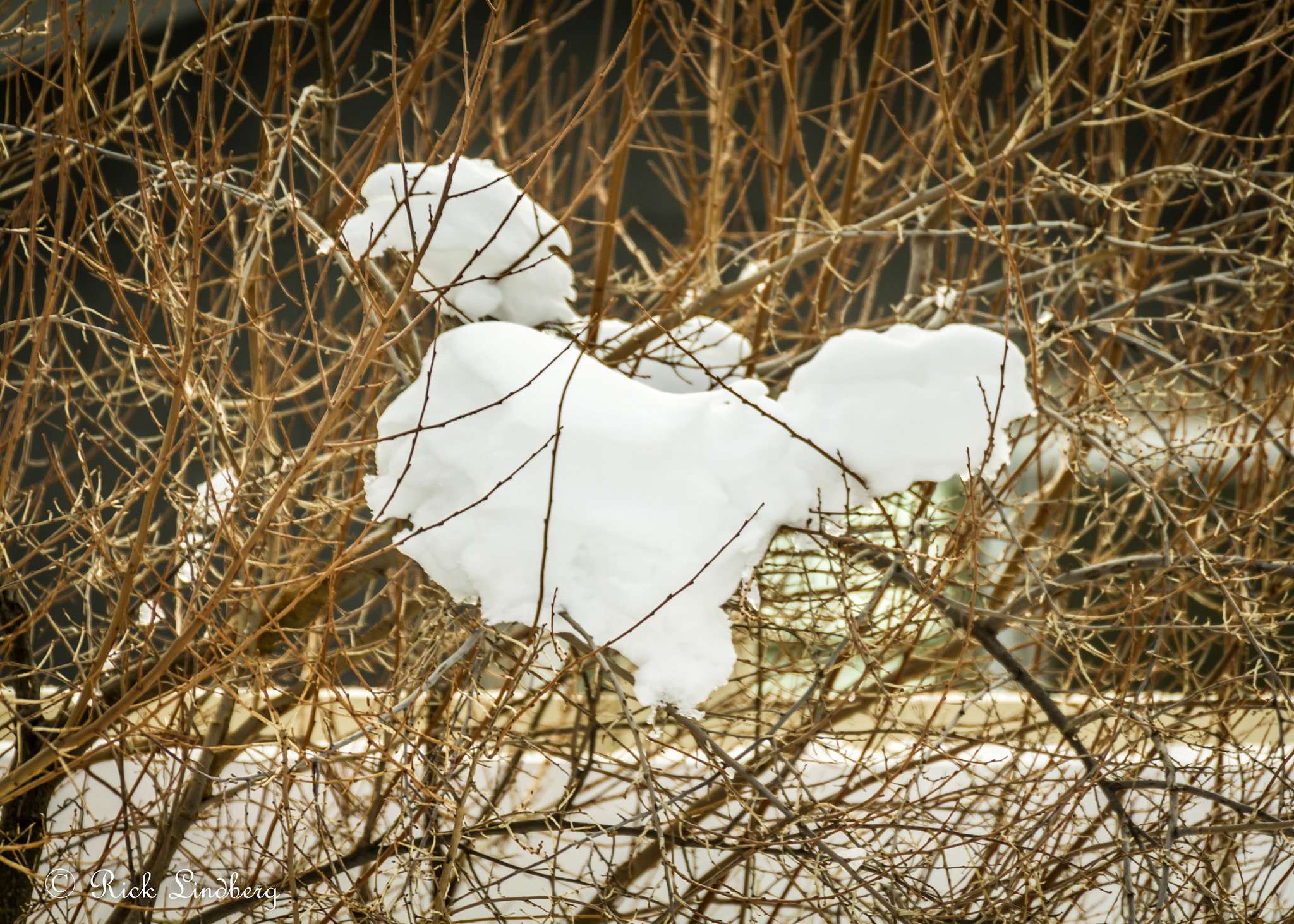 Pentax K-5 sample photo. It's snowing chickens photography