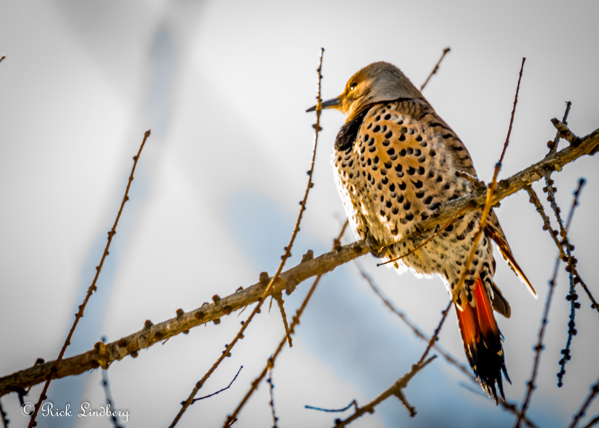 Pentax K-5 sample photo. On the lookout photography