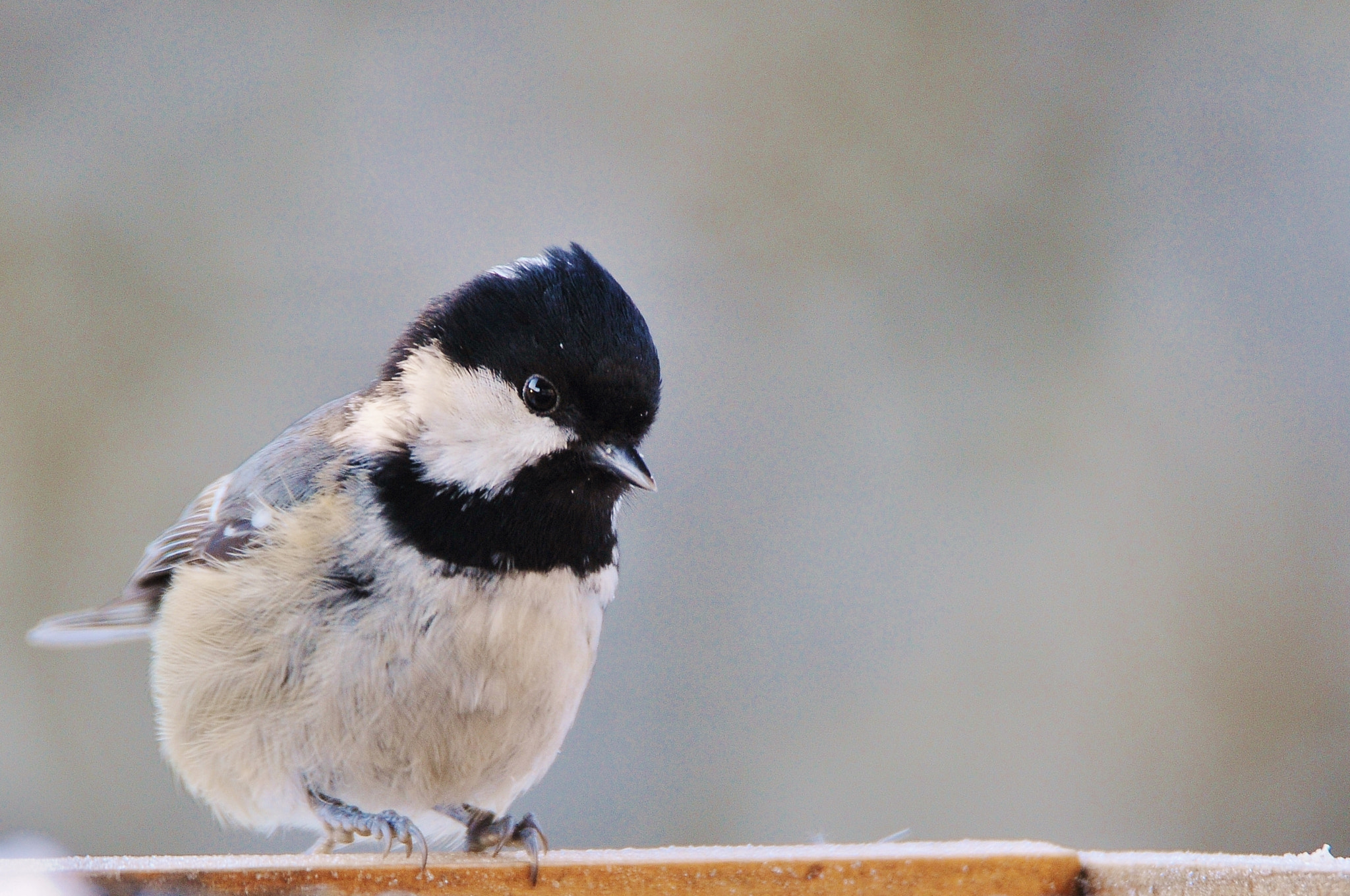Nikon D300 sample photo. What's for dinner today. we got -25 celsijus today photography