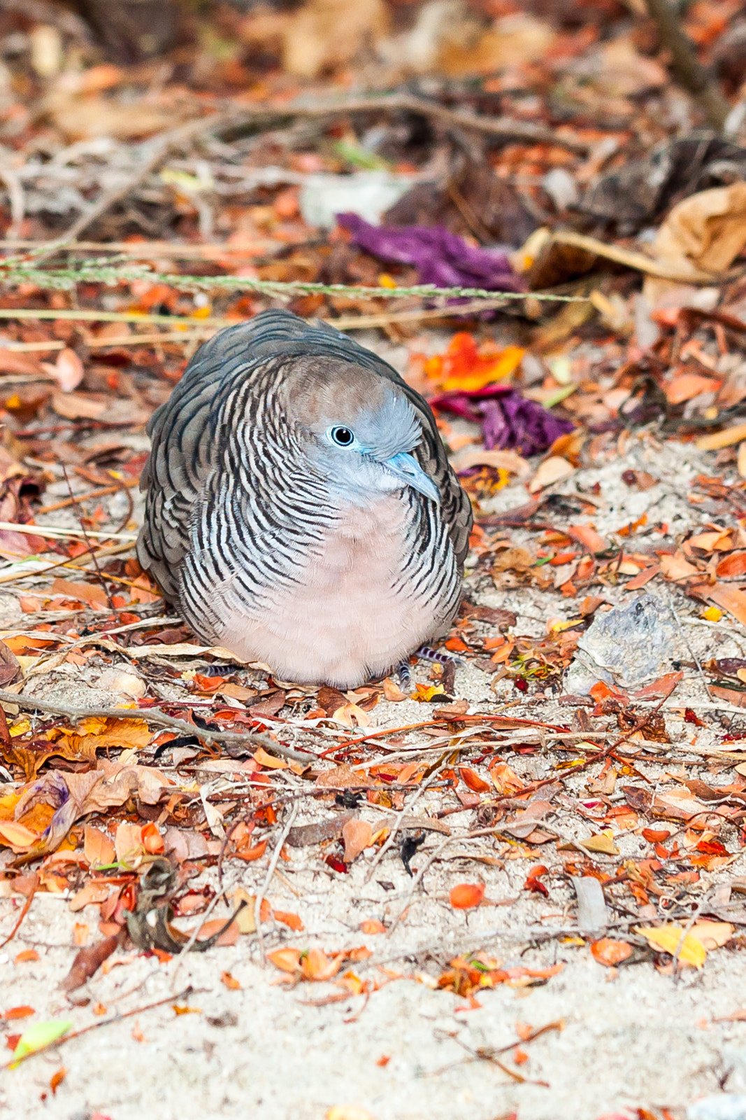 Canon EF 100mm F2.8L Macro IS USM sample photo. Zebra dove photography