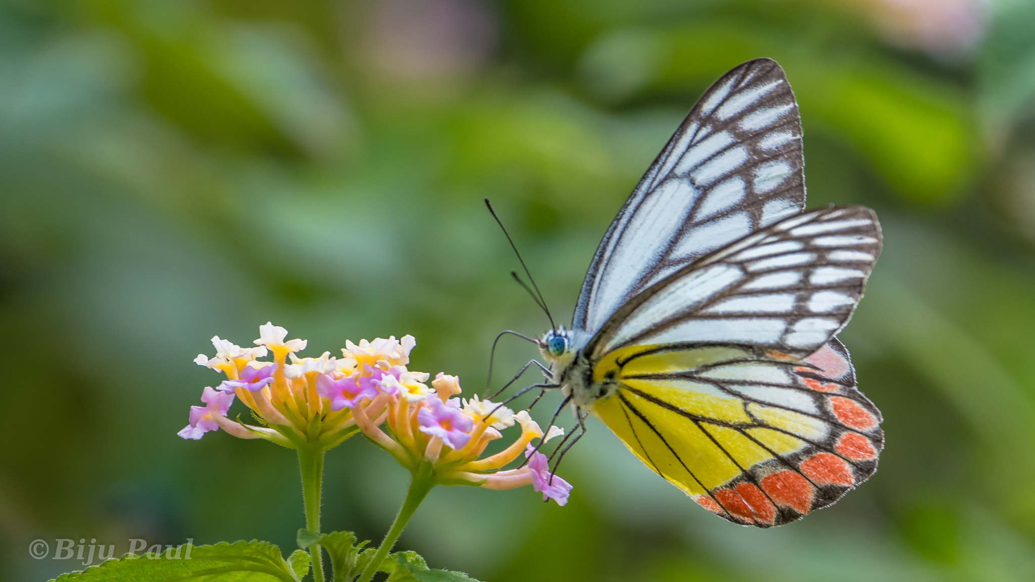 Nikon AF-S Nikkor 200-500mm F5.6E ED VR sample photo. Common jezebel butterfly photography