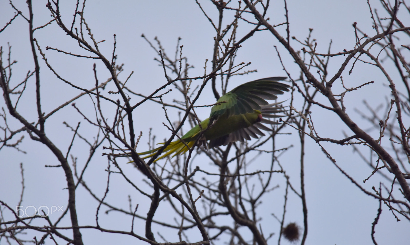 Sigma 150-500mm F5-6.3 DG OS HSM sample photo. Bird photography