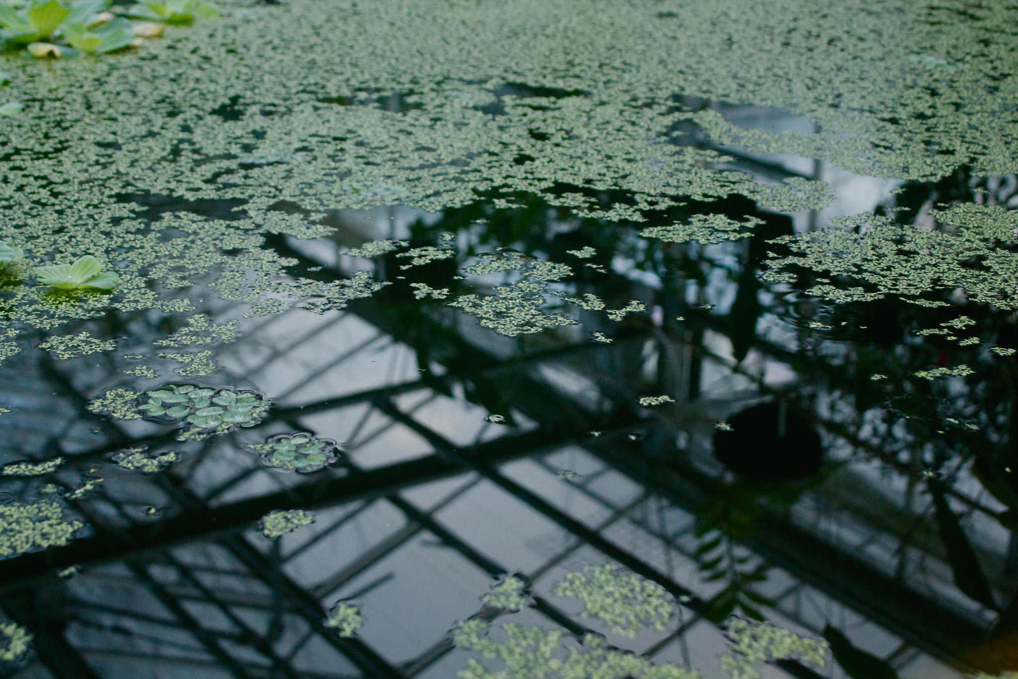 Canon EF 35-80mm f/4-5.6 sample photo. Reflections photography