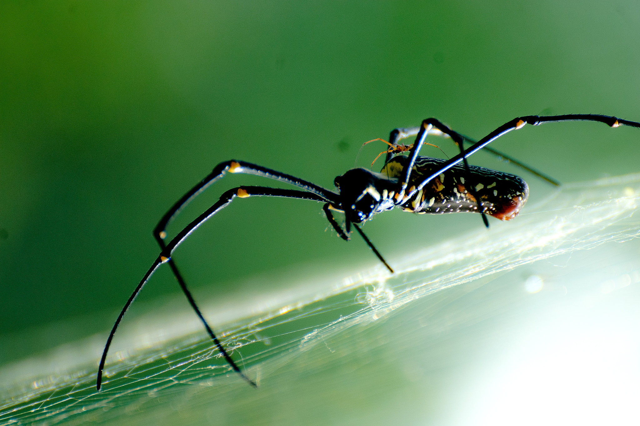 Nikon D40X sample photo. Spider photography