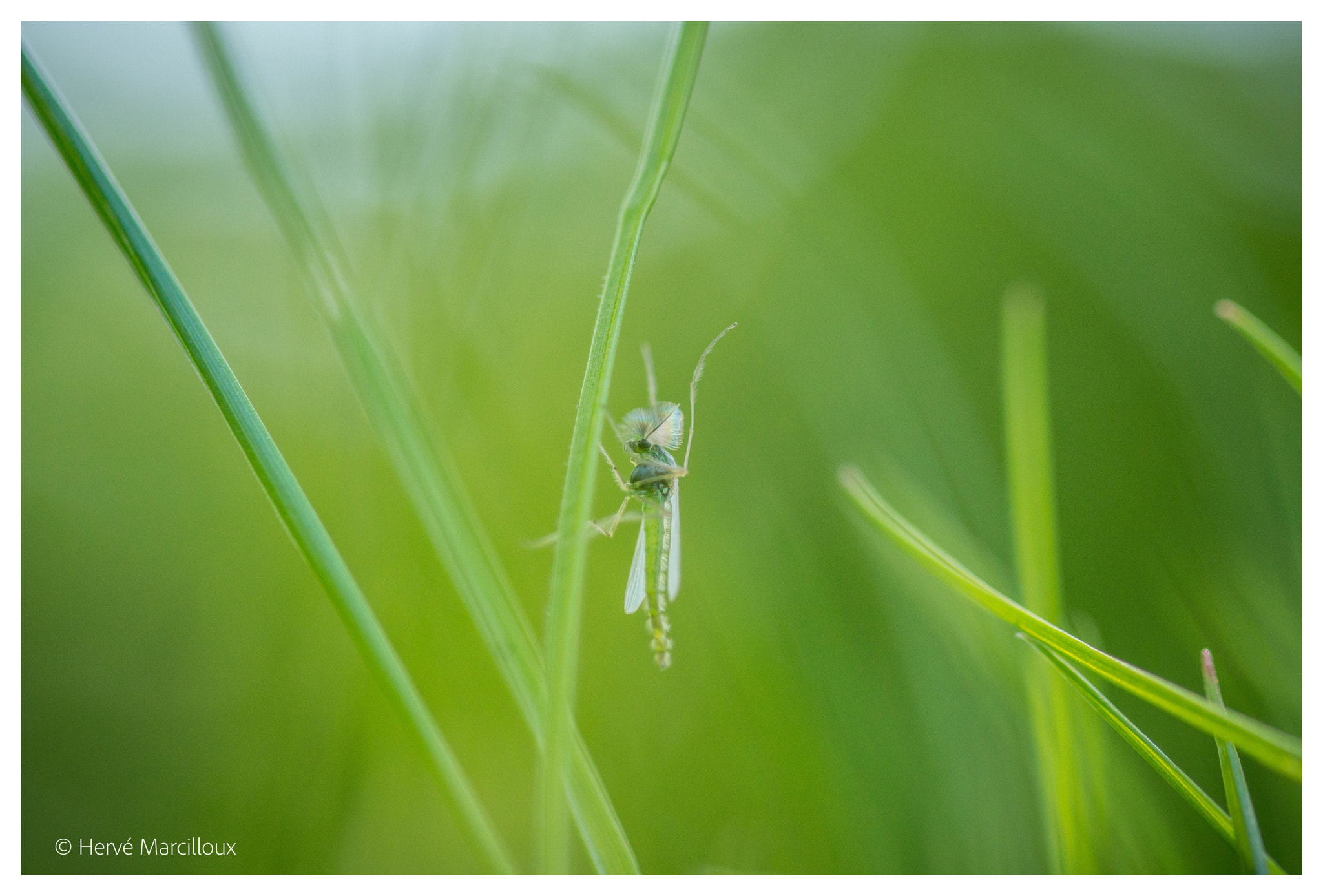 Sony SLT-A77 + 105mm F2.8 sample photo. The king of the grass photography
