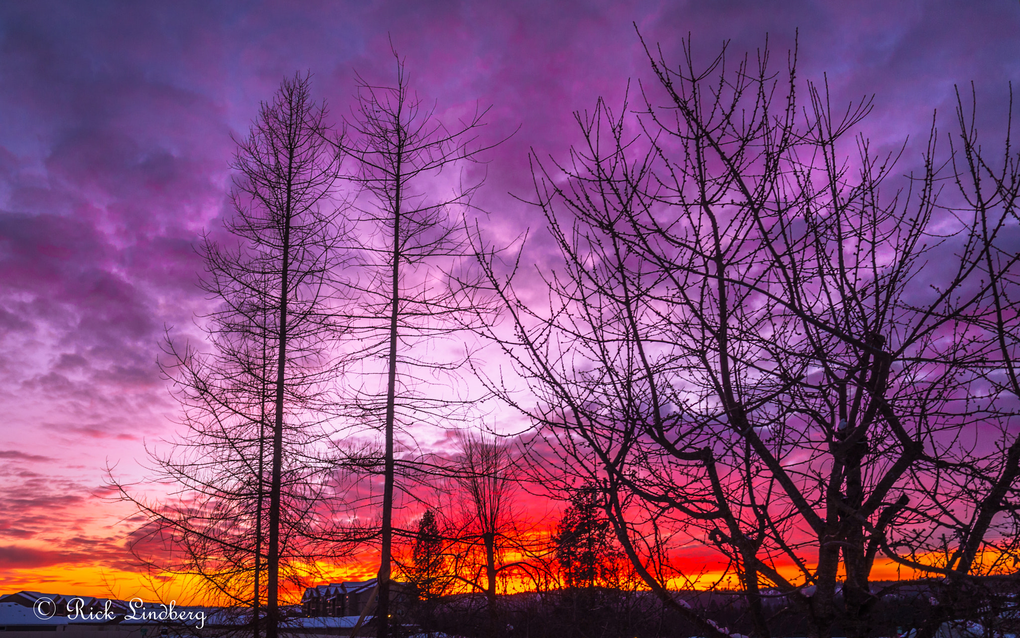 Pentax K-50 sample photo. Winters purple photography