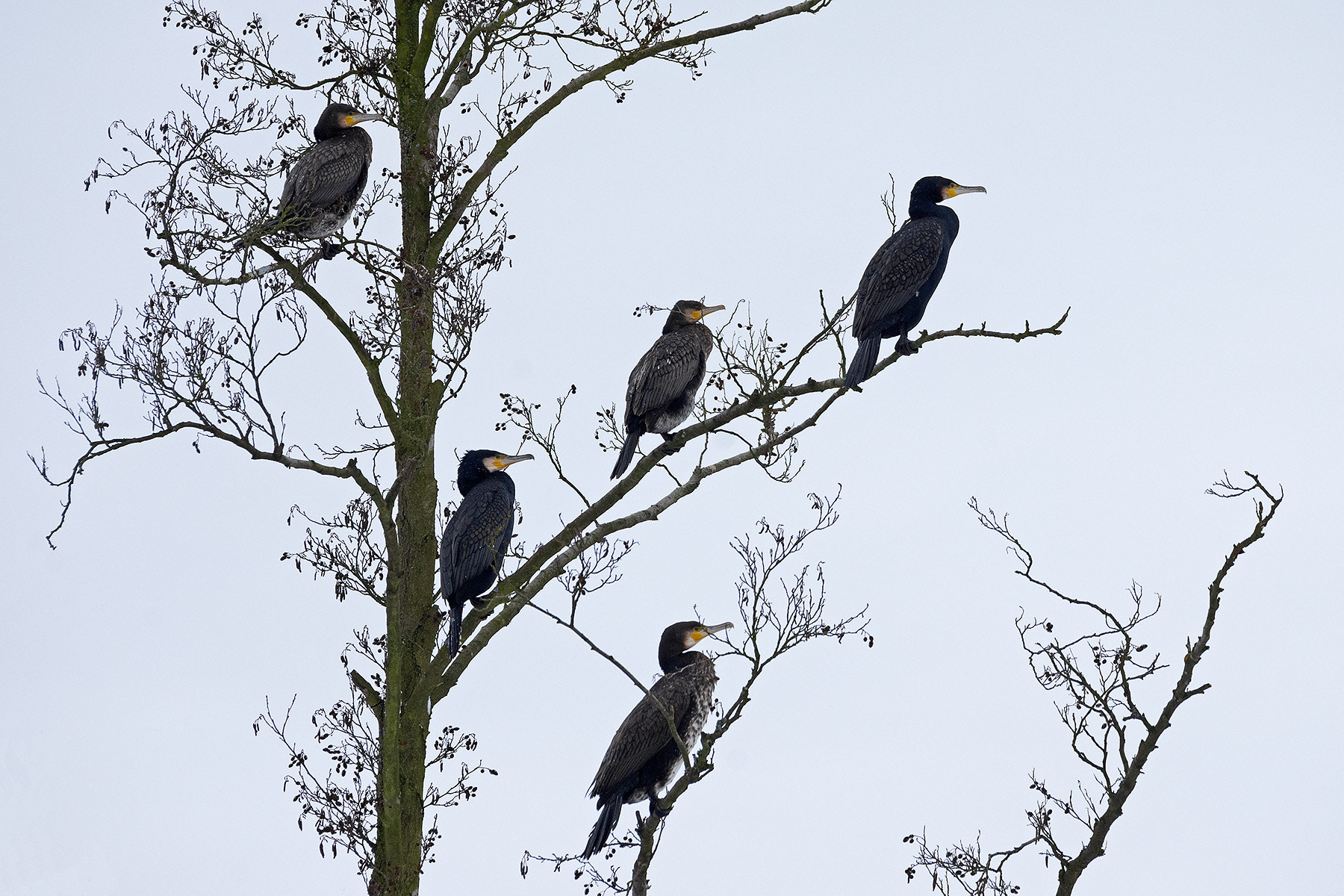 Sigma 120-400mm F4.5-5.6 DG OS HSM sample photo. Kormorane photography